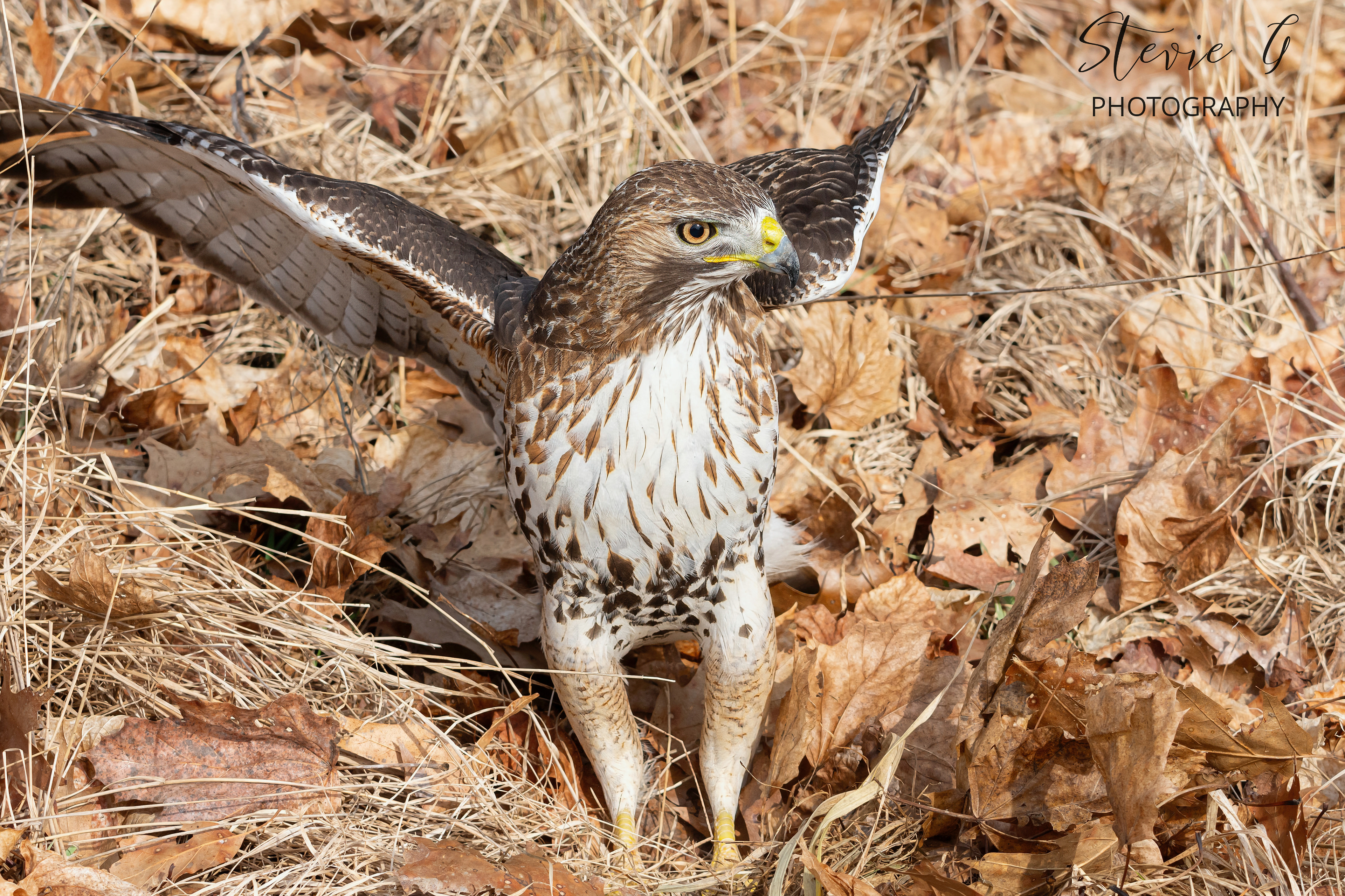 Red Tail Hawk - Odiorne State Park