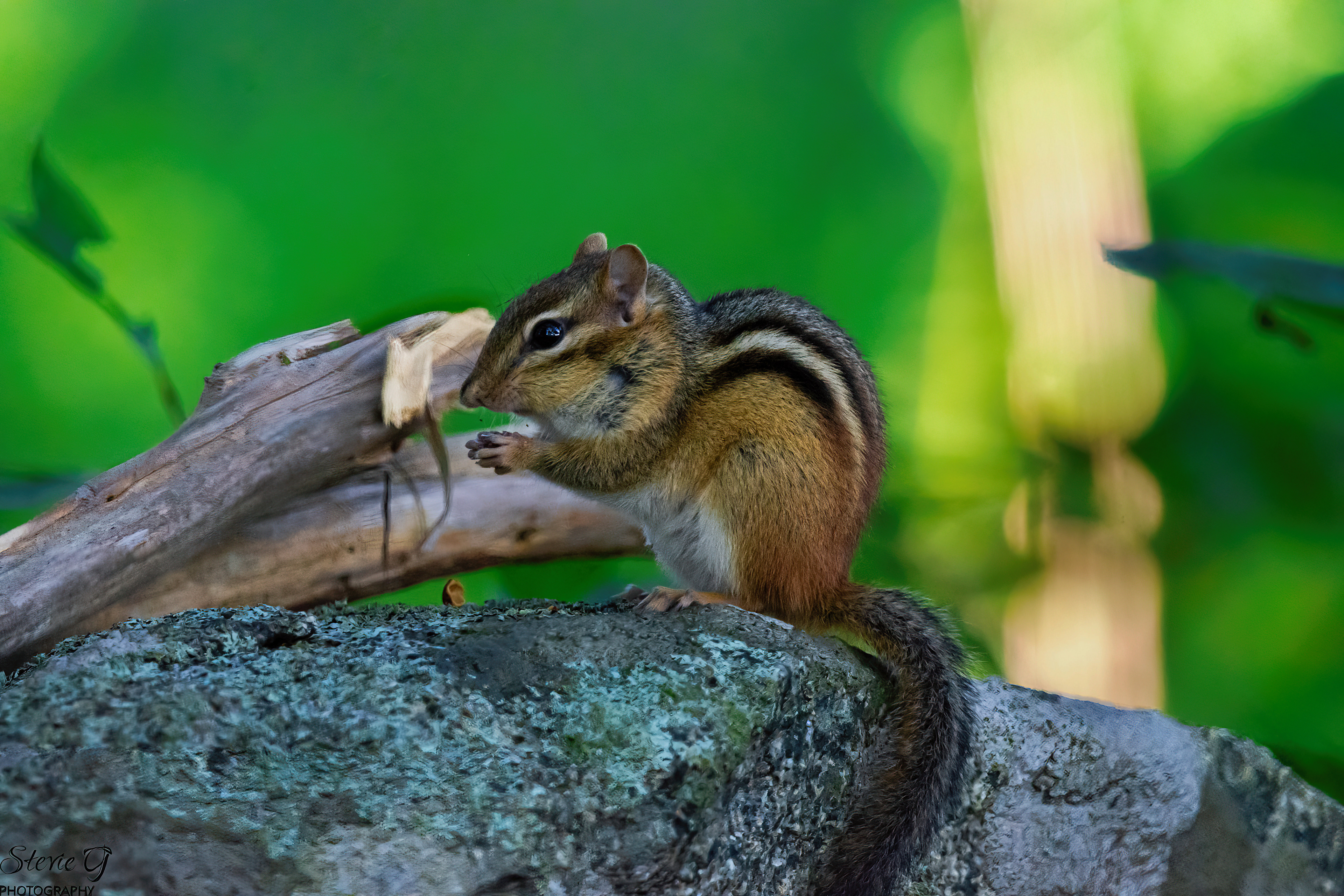 Chipmunk Odiorne State Park
