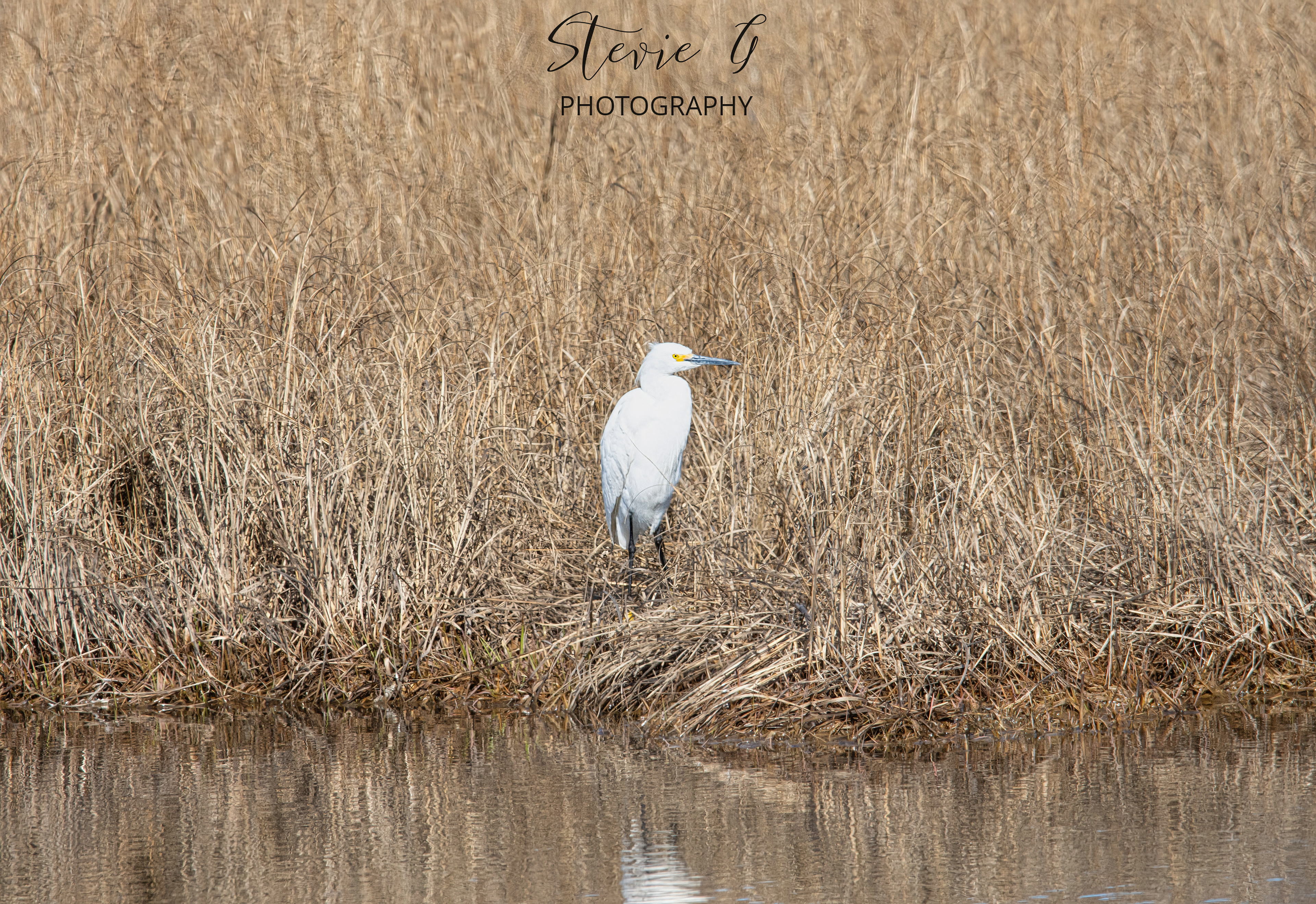 Great Egret - Rye N.H.