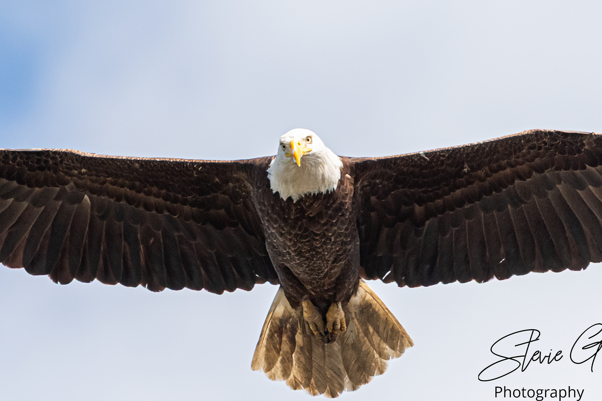 Eagle
