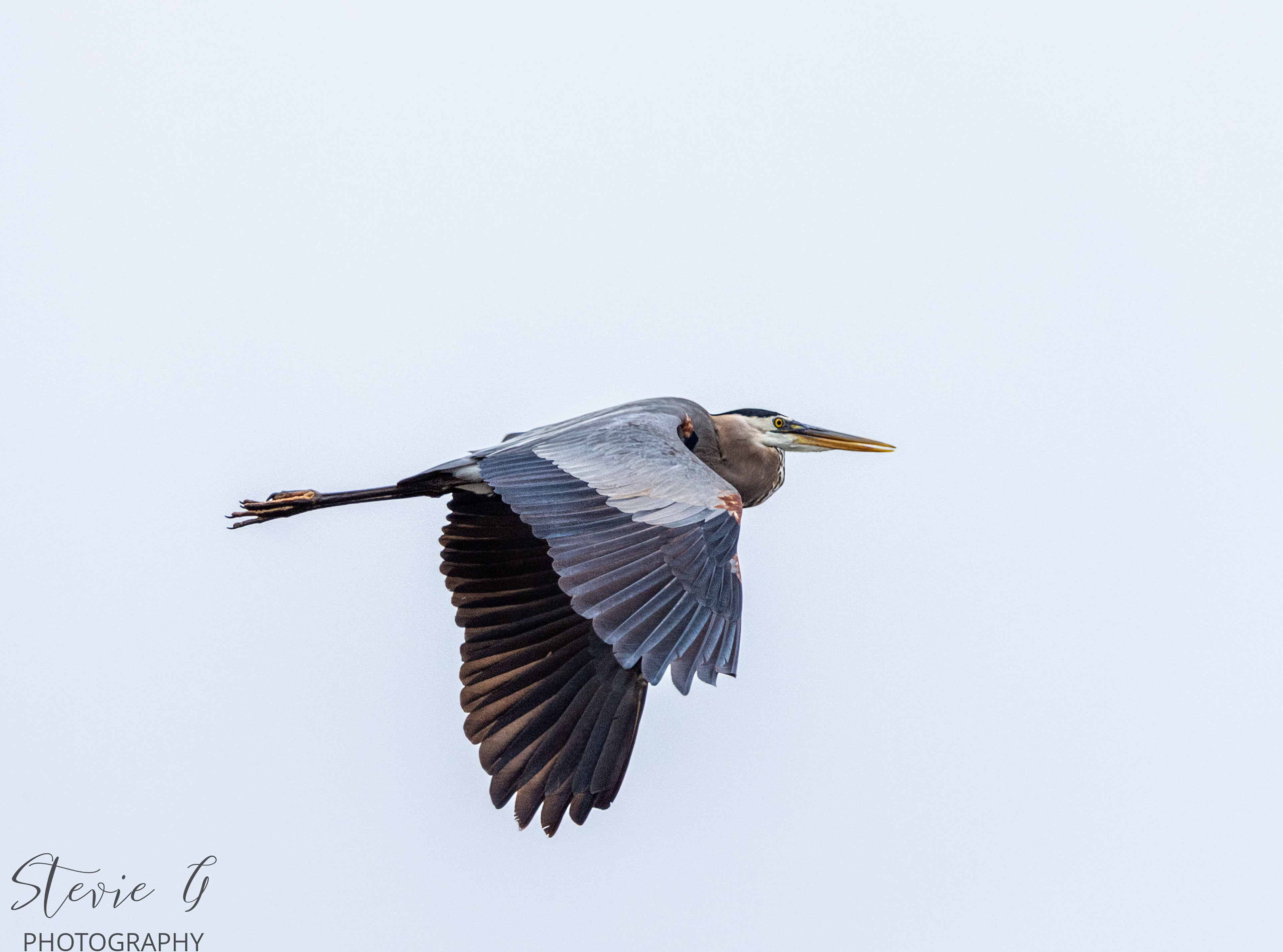 Great Blue Heron