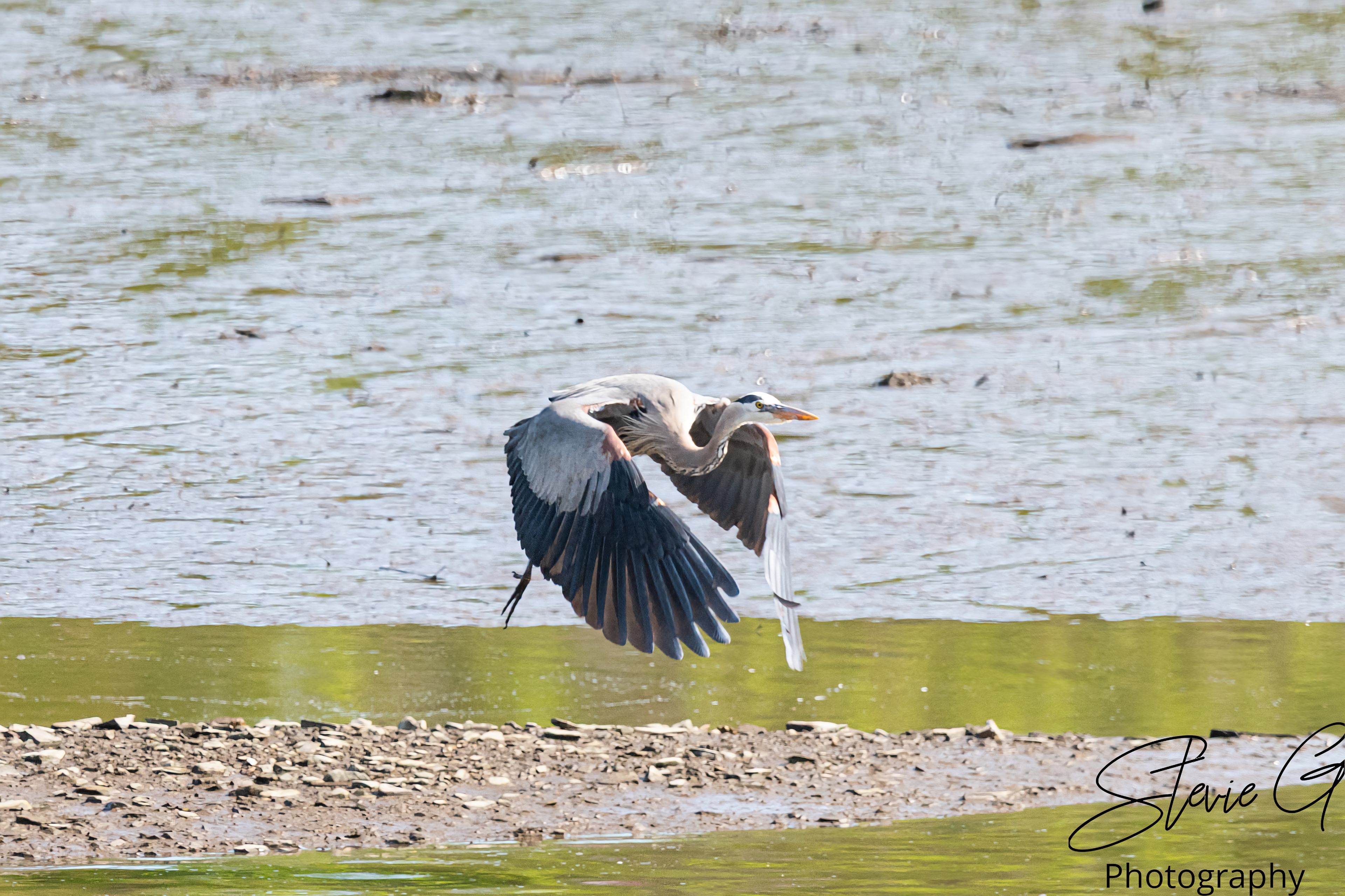 Great Blue Heron
