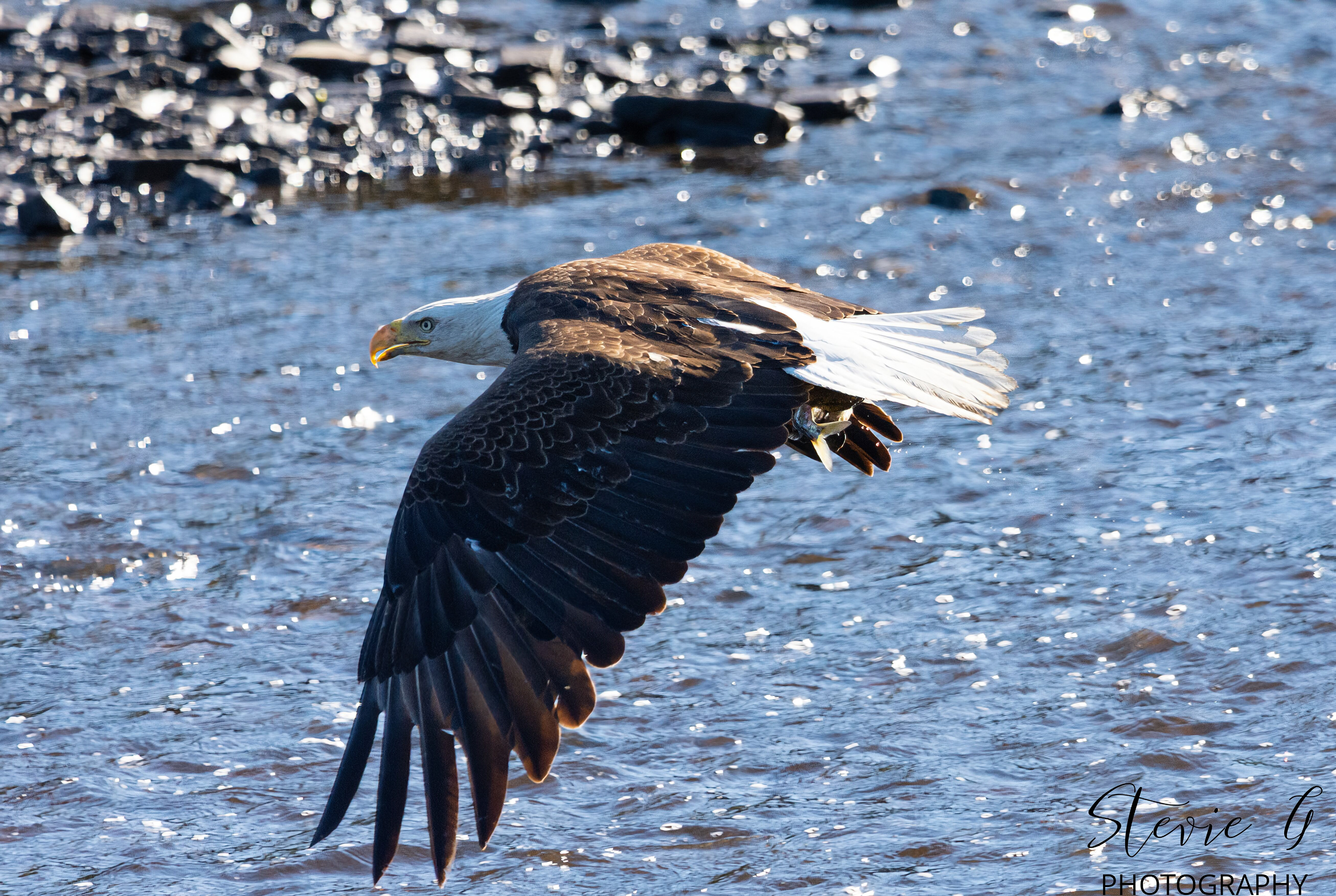 B Eagle