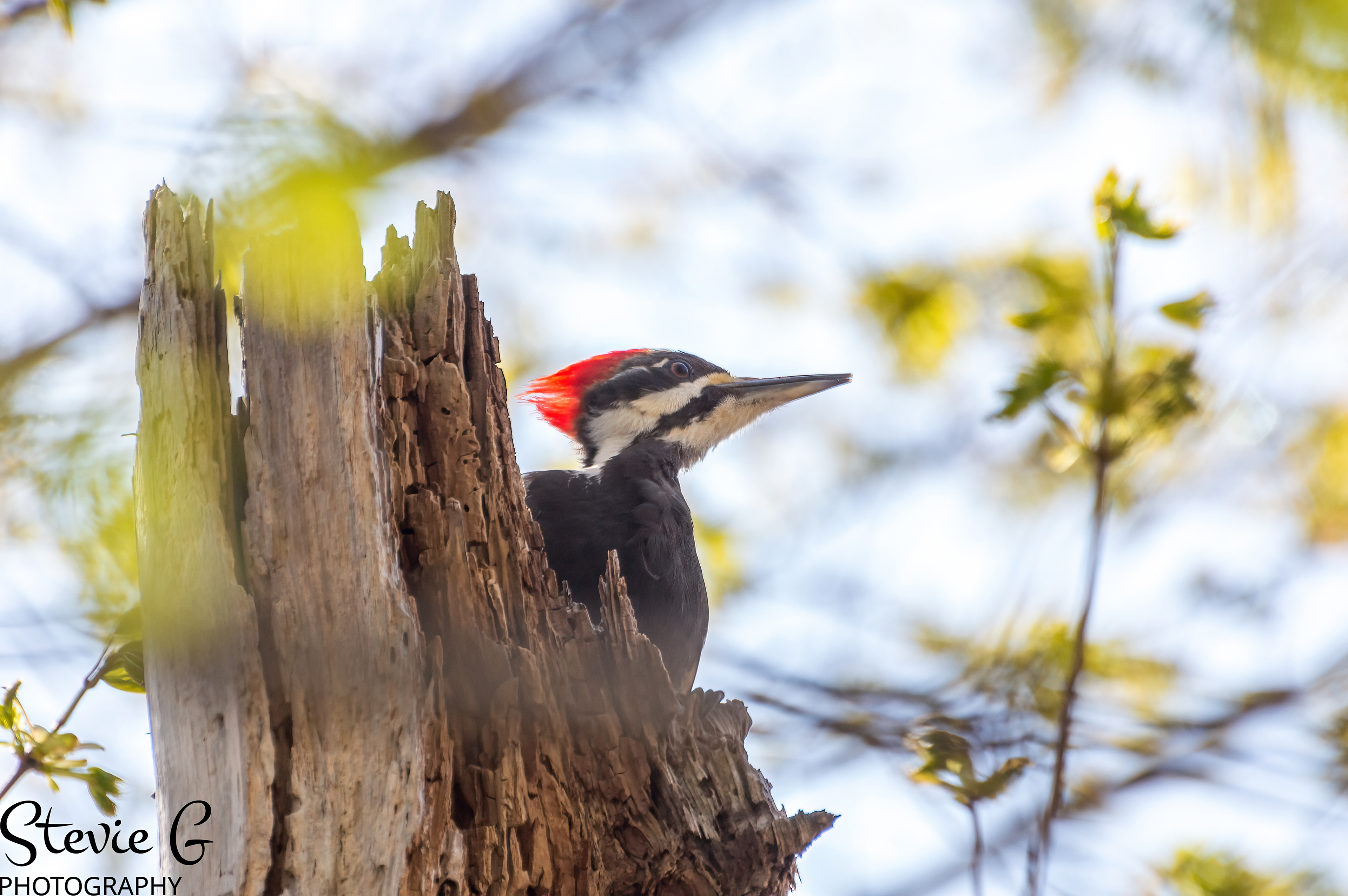 Pileated Woodpecker