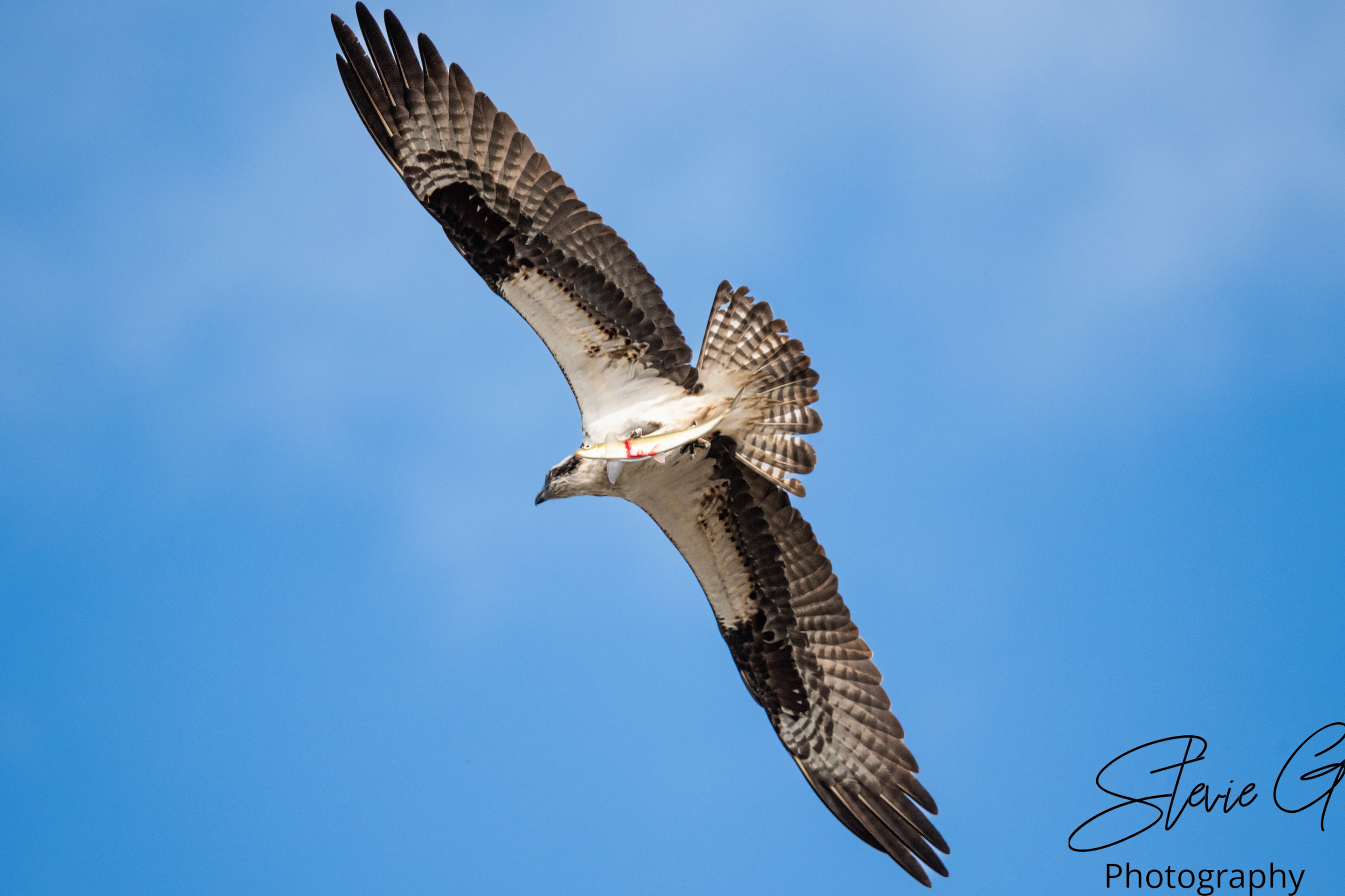 Osprey