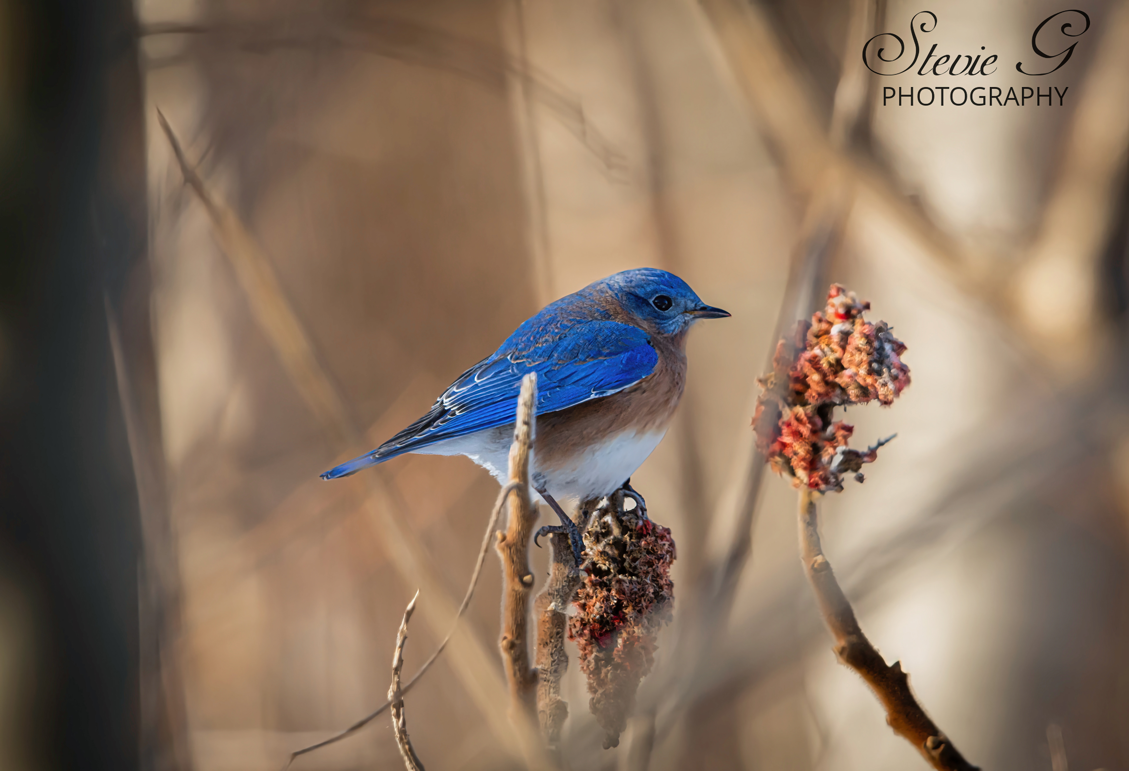 Blue Bird Rye N.H. - Odiorne State Park
