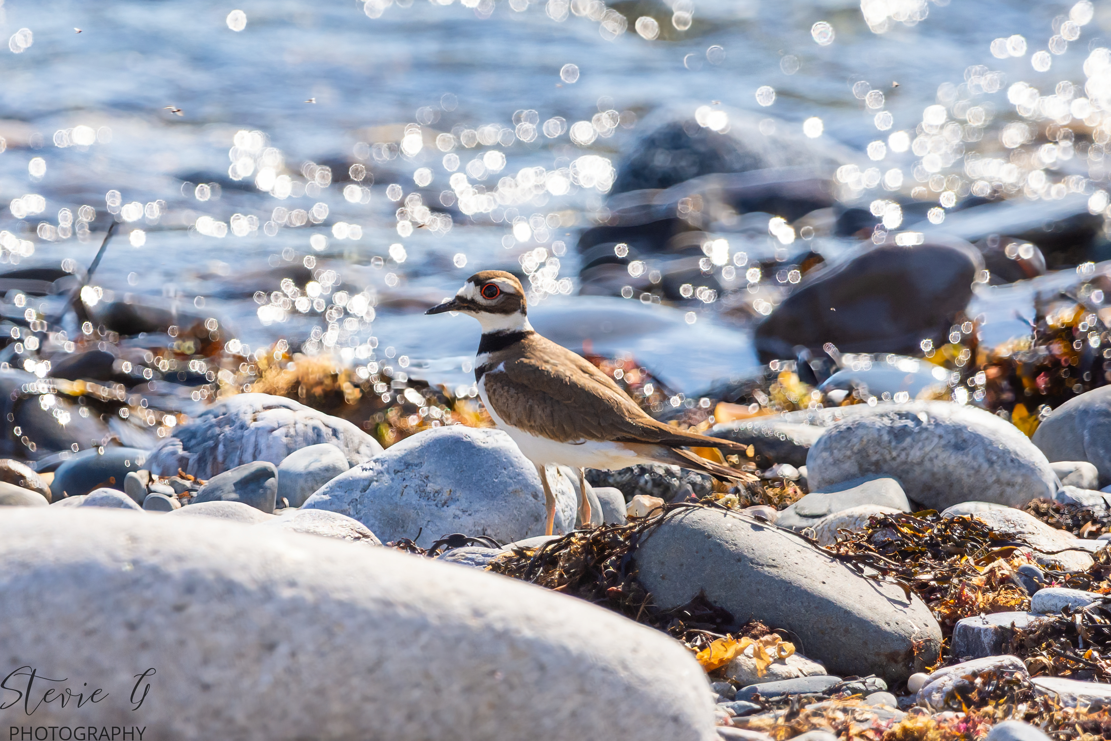 Killdeer
