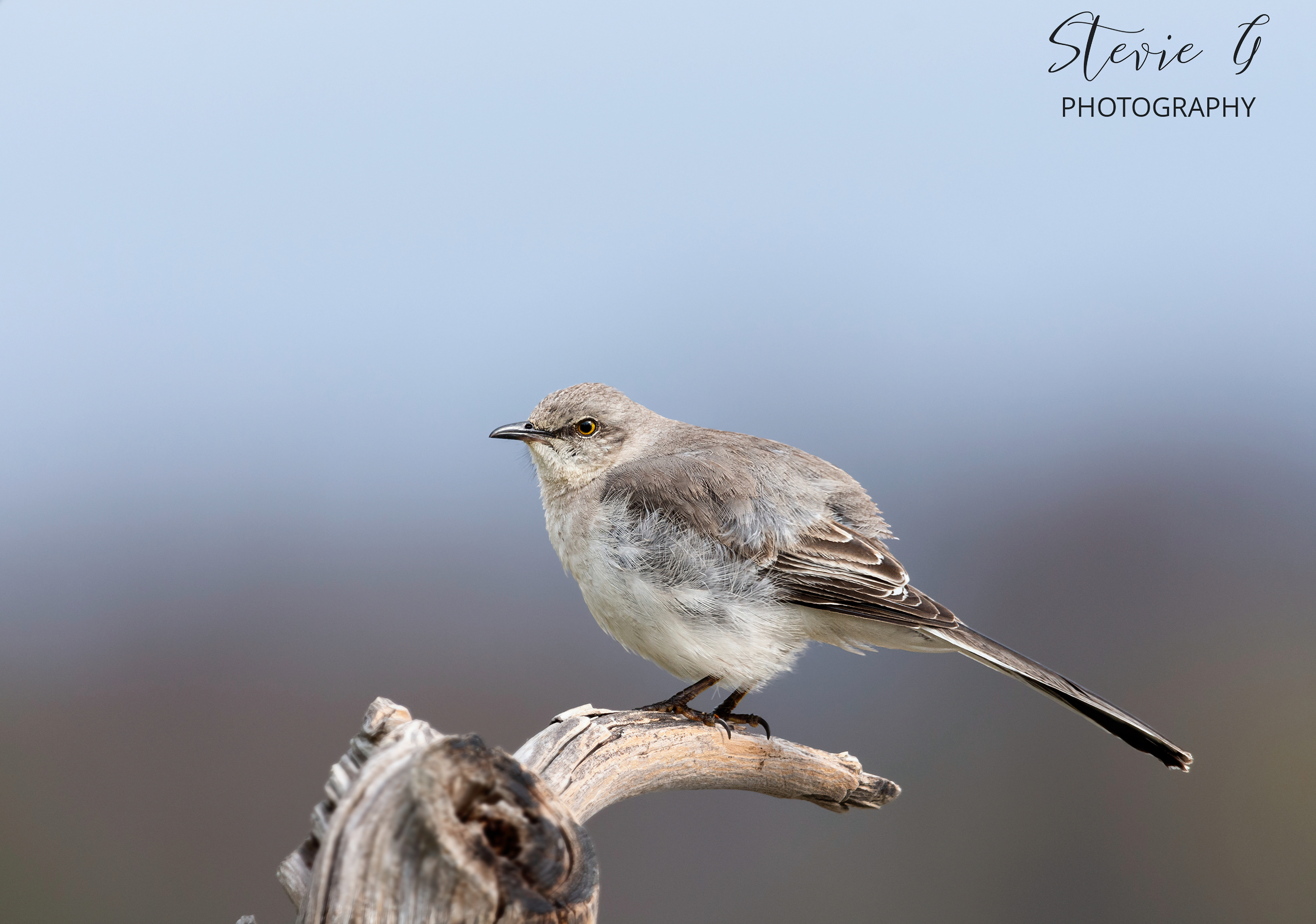 Mocking Bird - Odiorne State Park