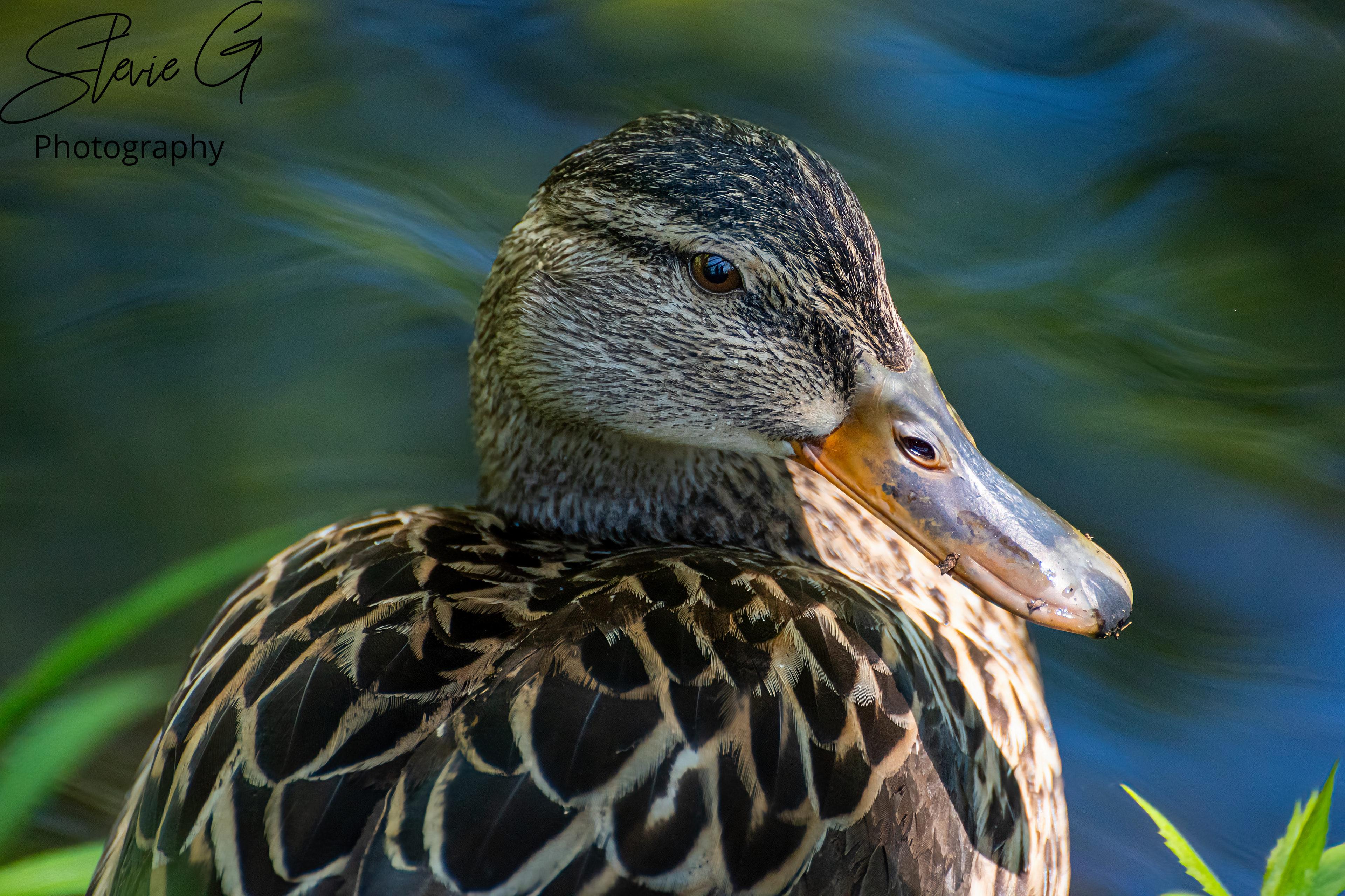 Mallard Duck