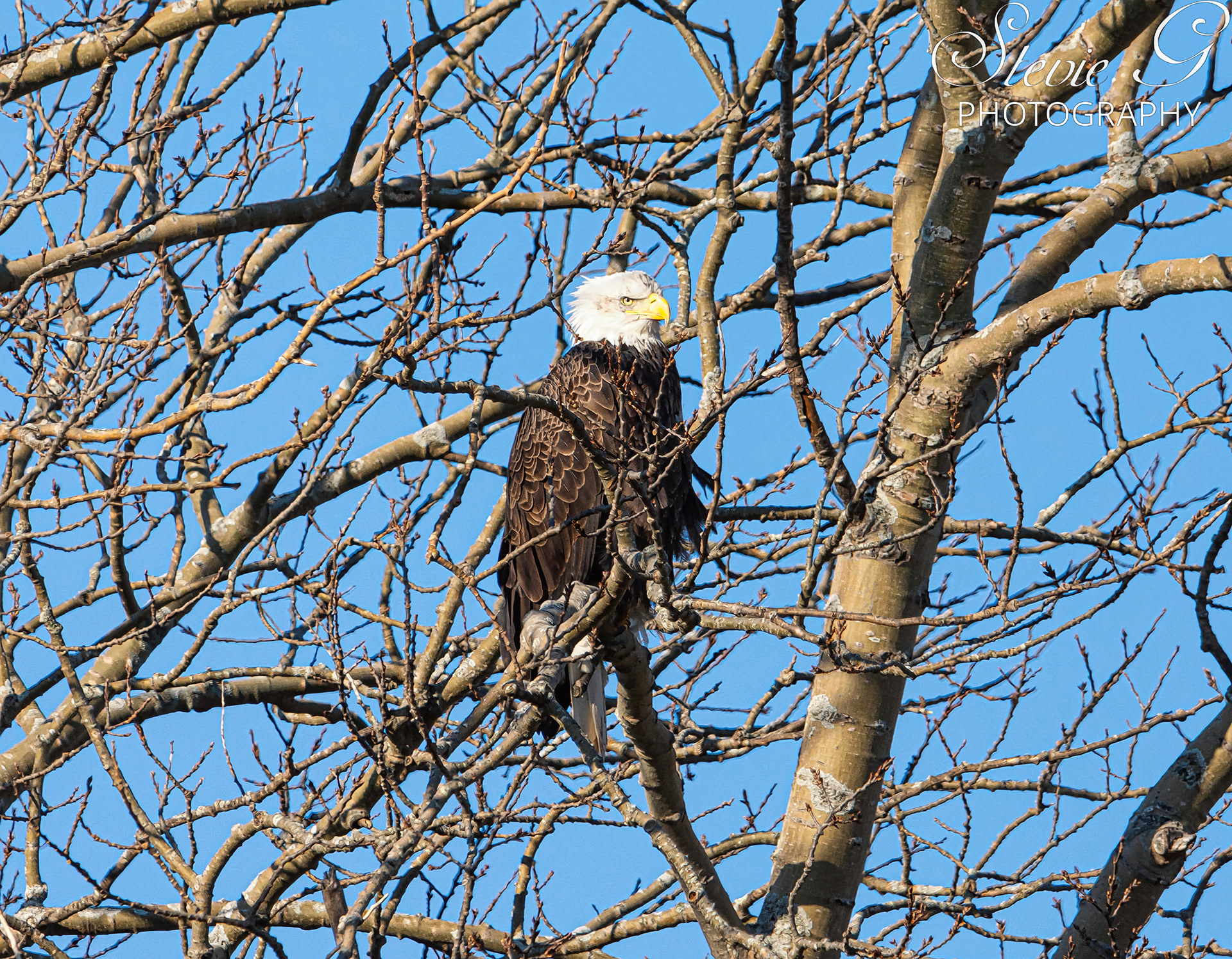 Bald Eagle - Rye N.H.