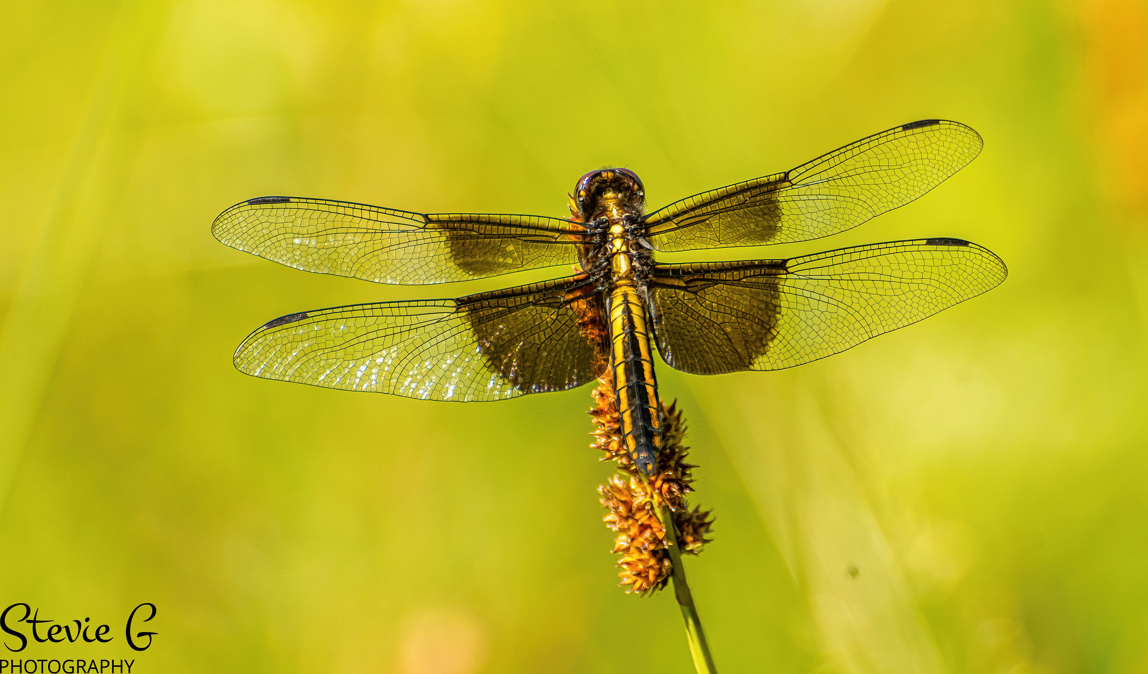 Widow Skimmer dragonfly Great Bay National Wildlife Refuge