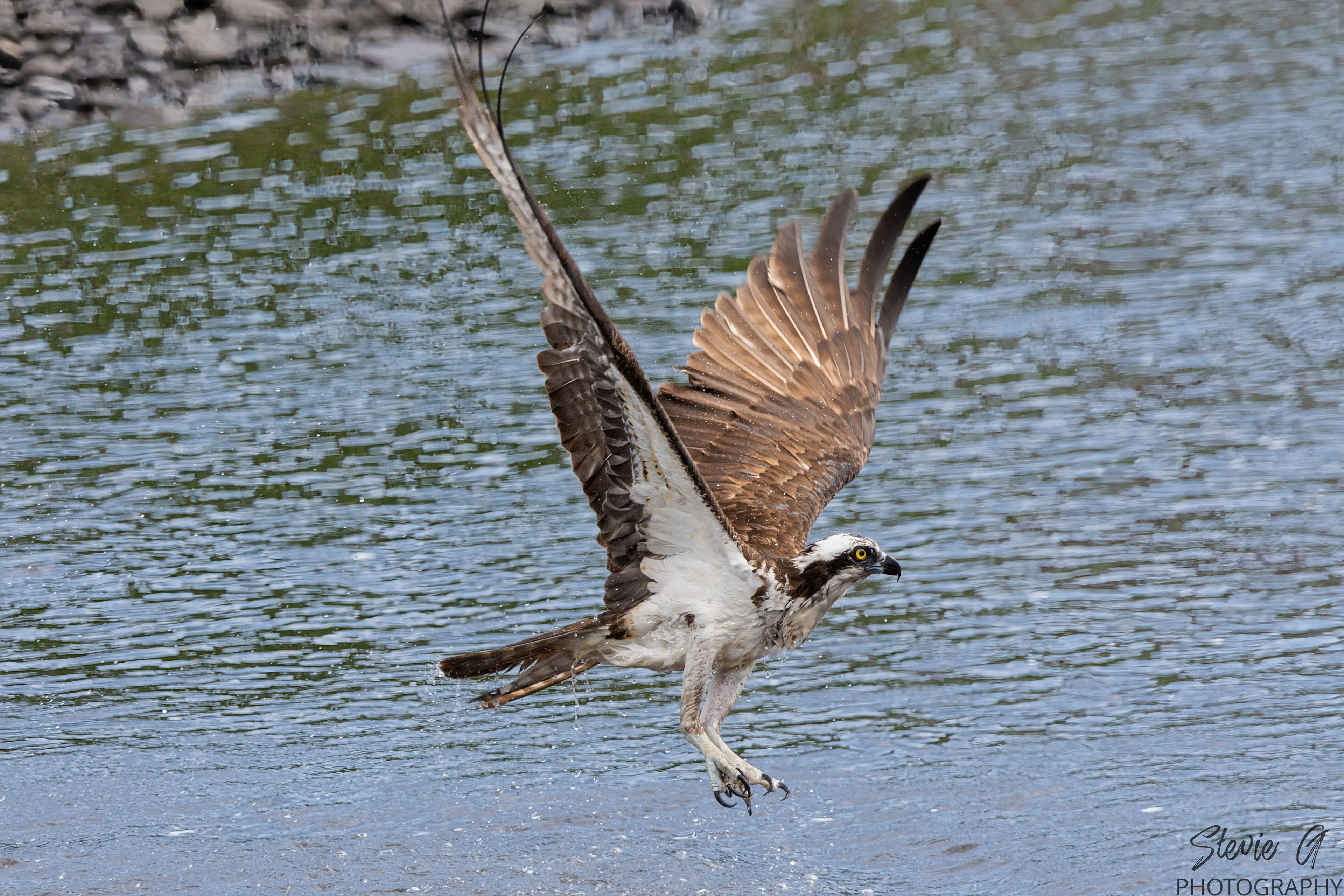 Osprey - Southern N.H.