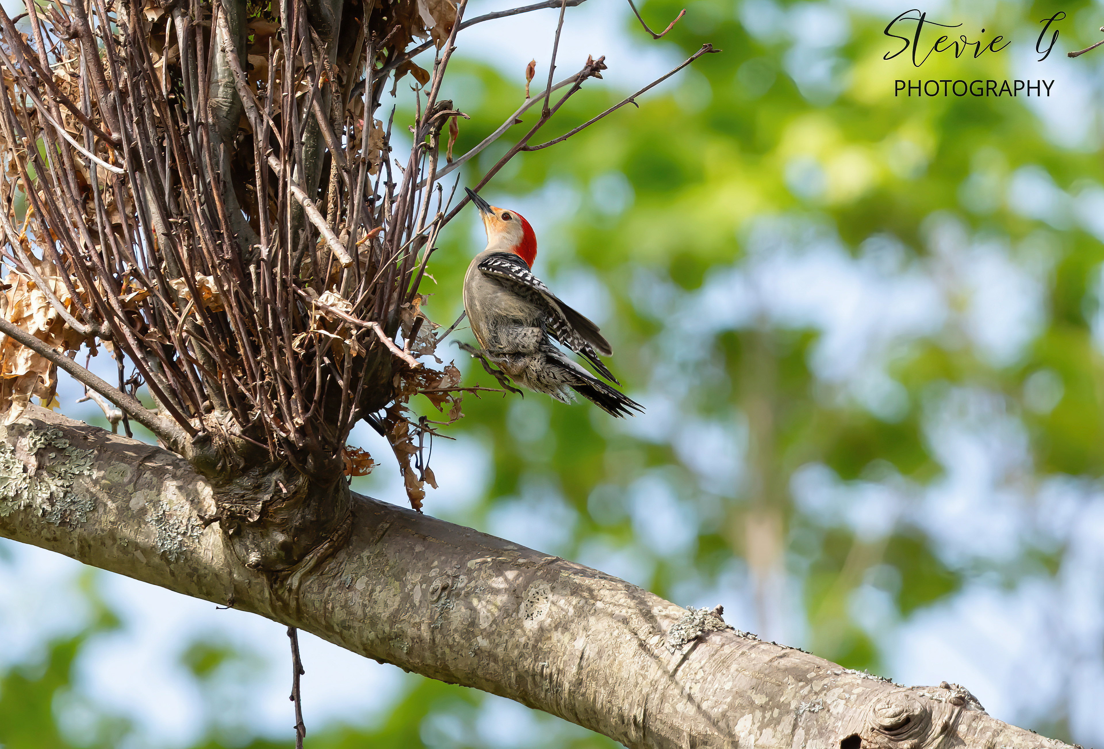 Red bellied woodpecker