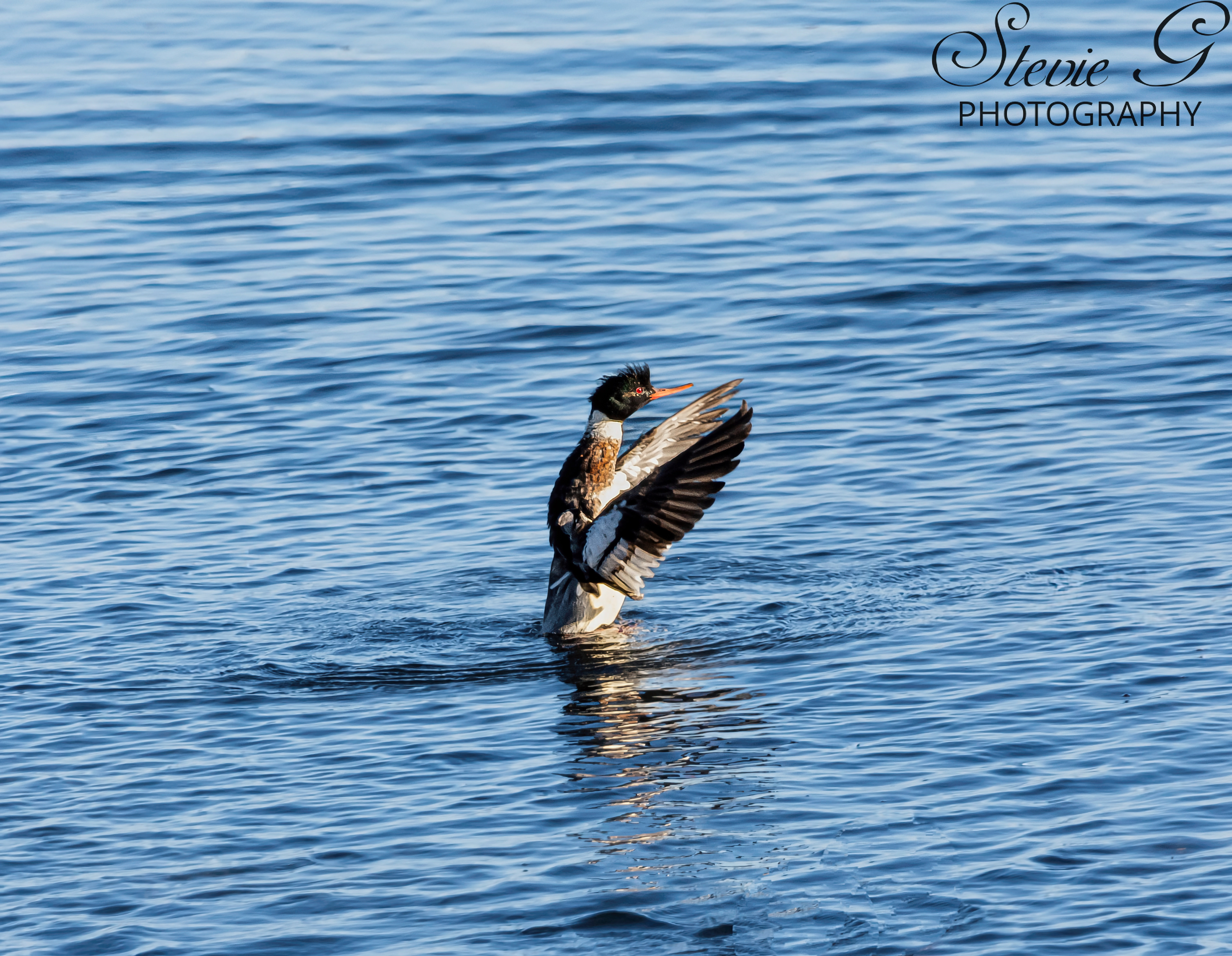  Red-breasted Merganser