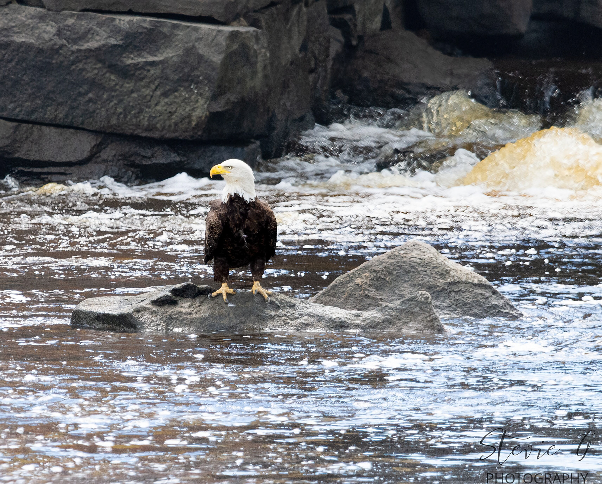 Bald Eagle - Southern N.H.