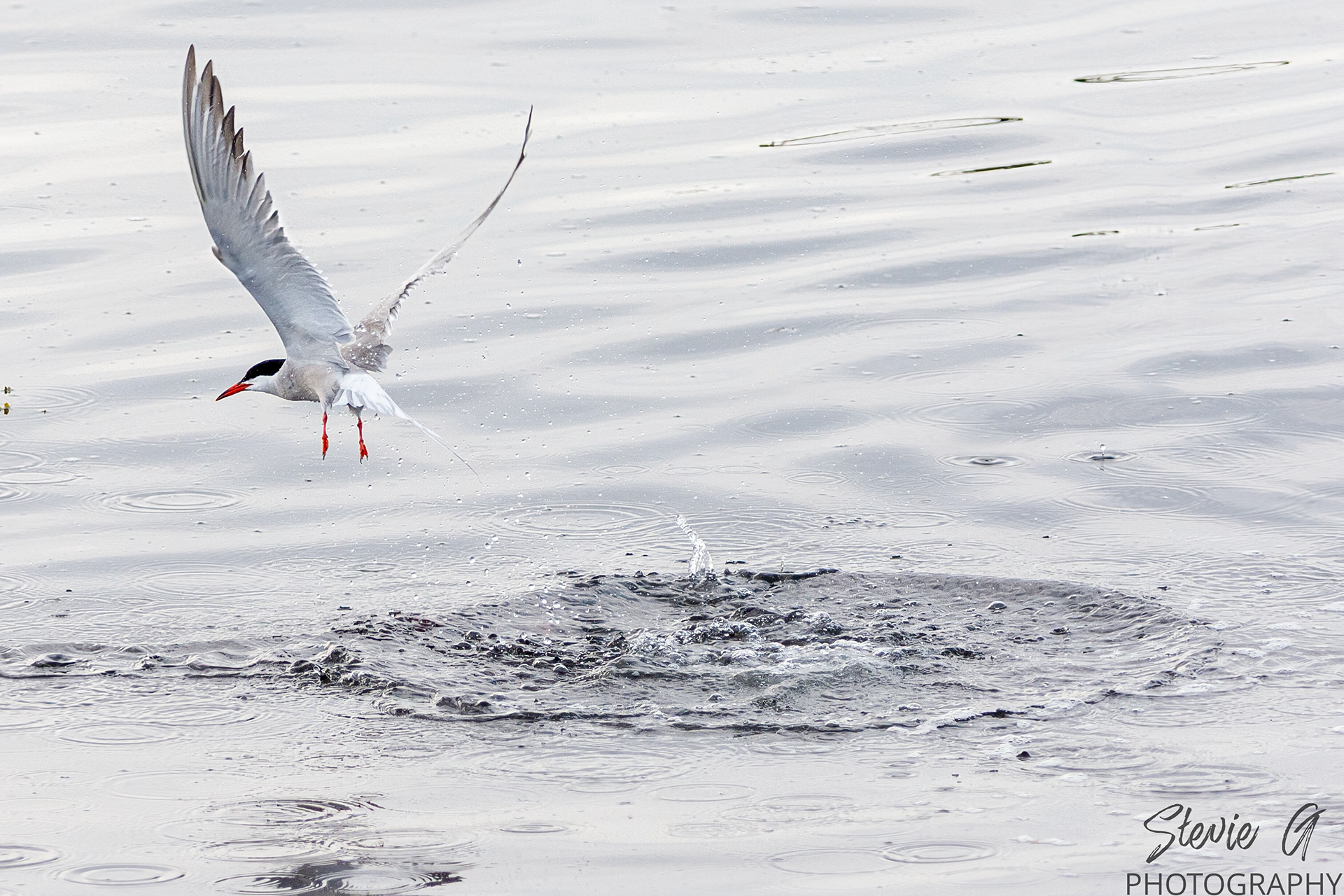 Common tern