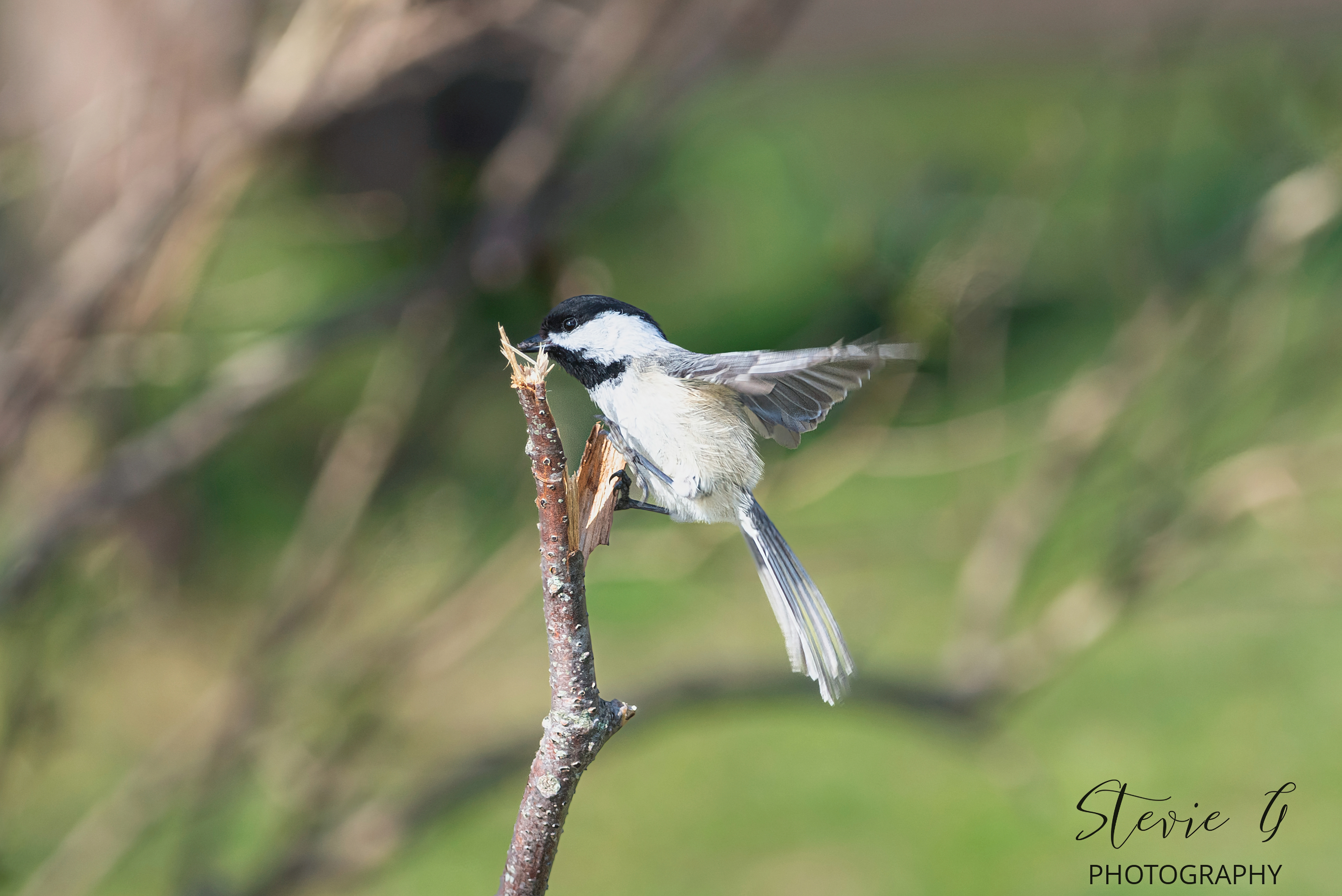  Black-capped chickadee