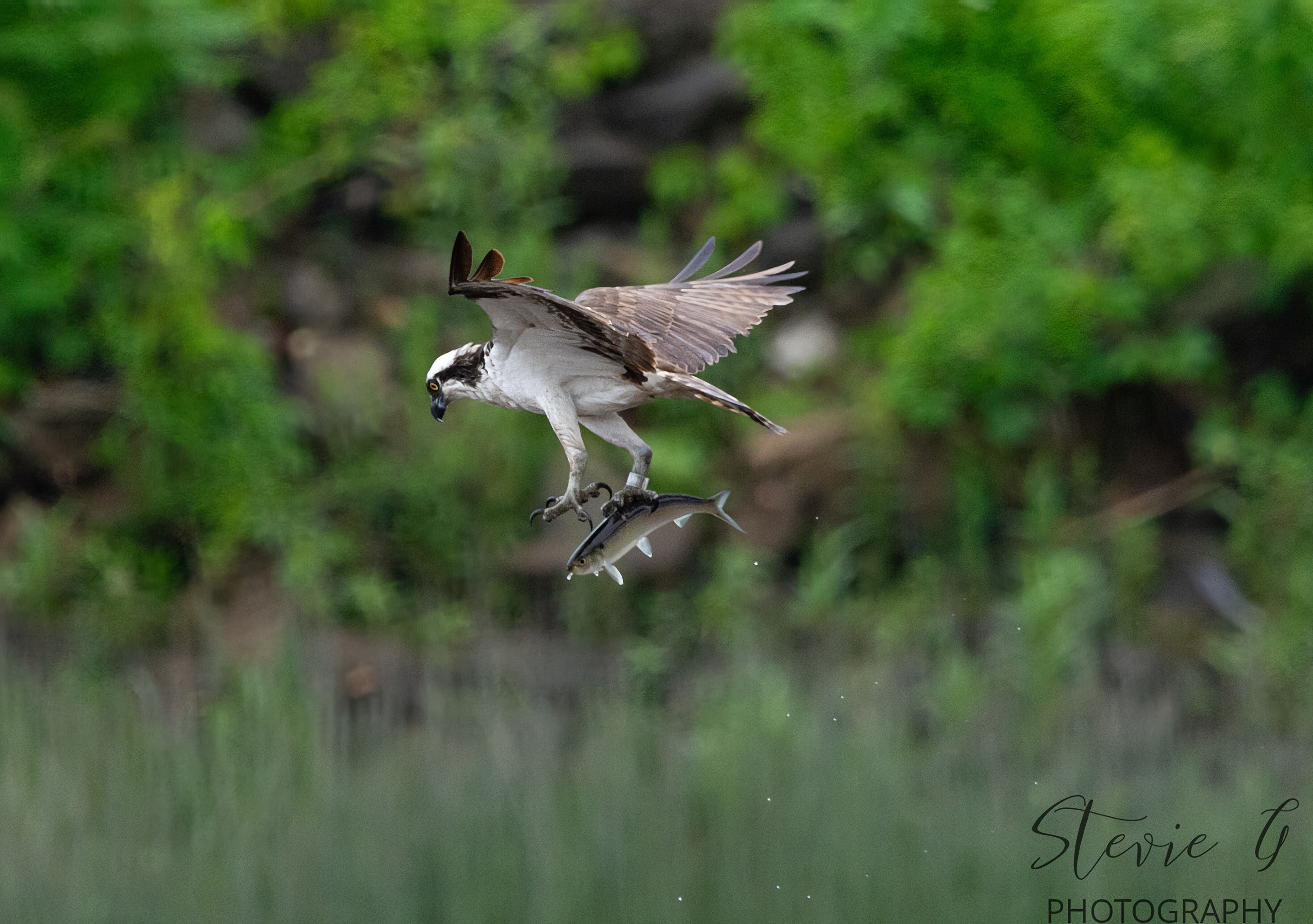 Osprey