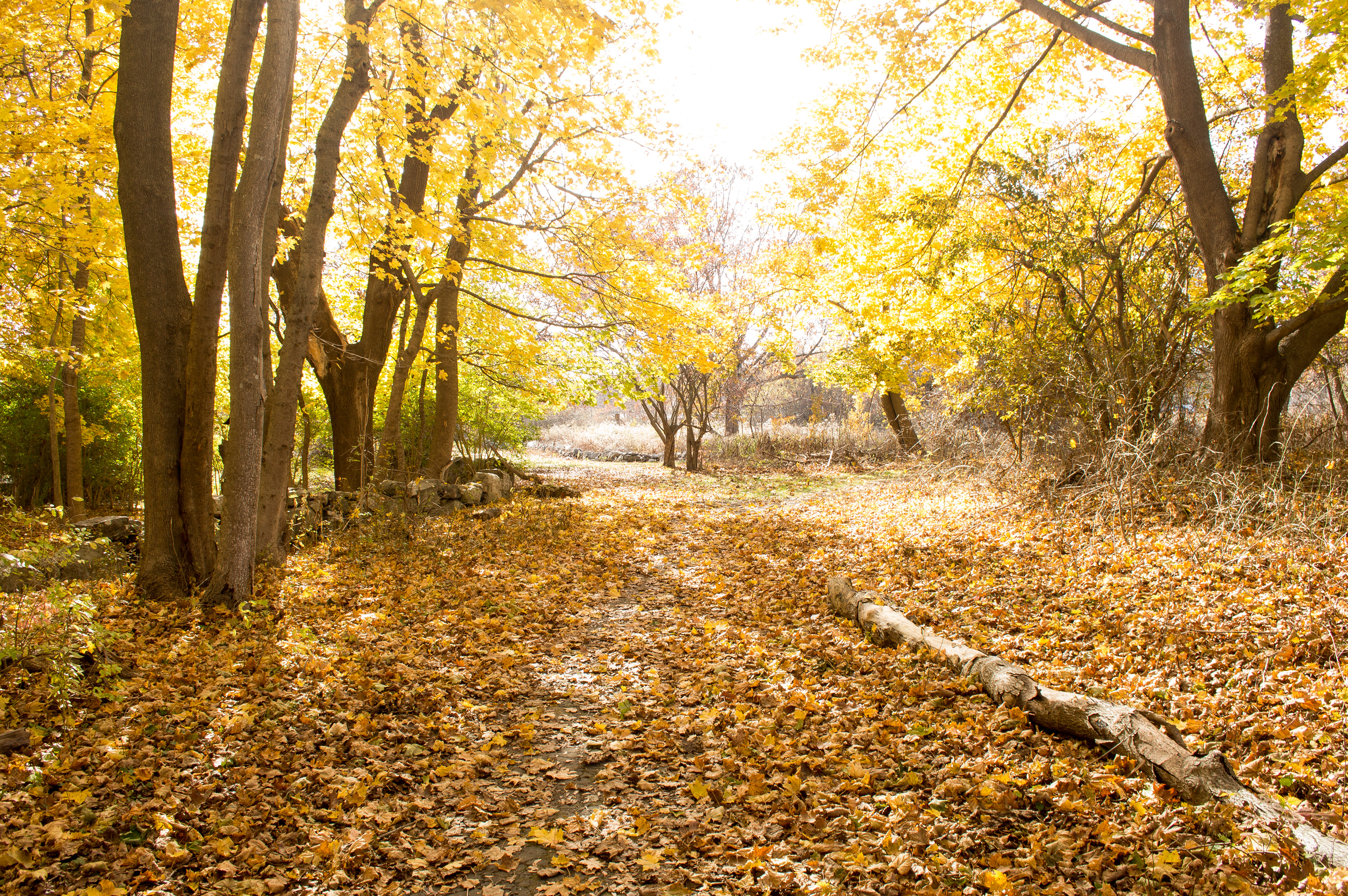 Odiorne state park