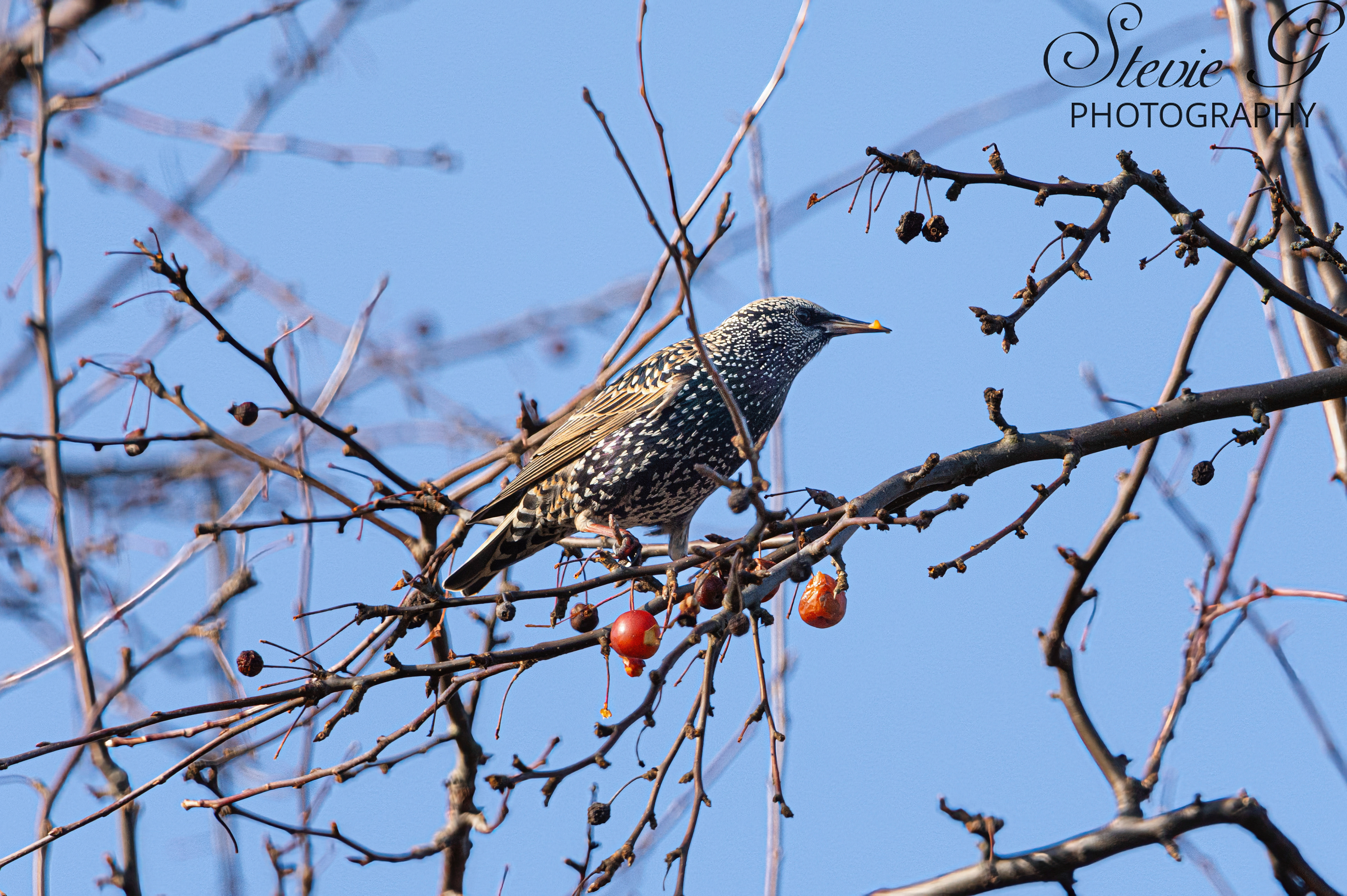  European starling 