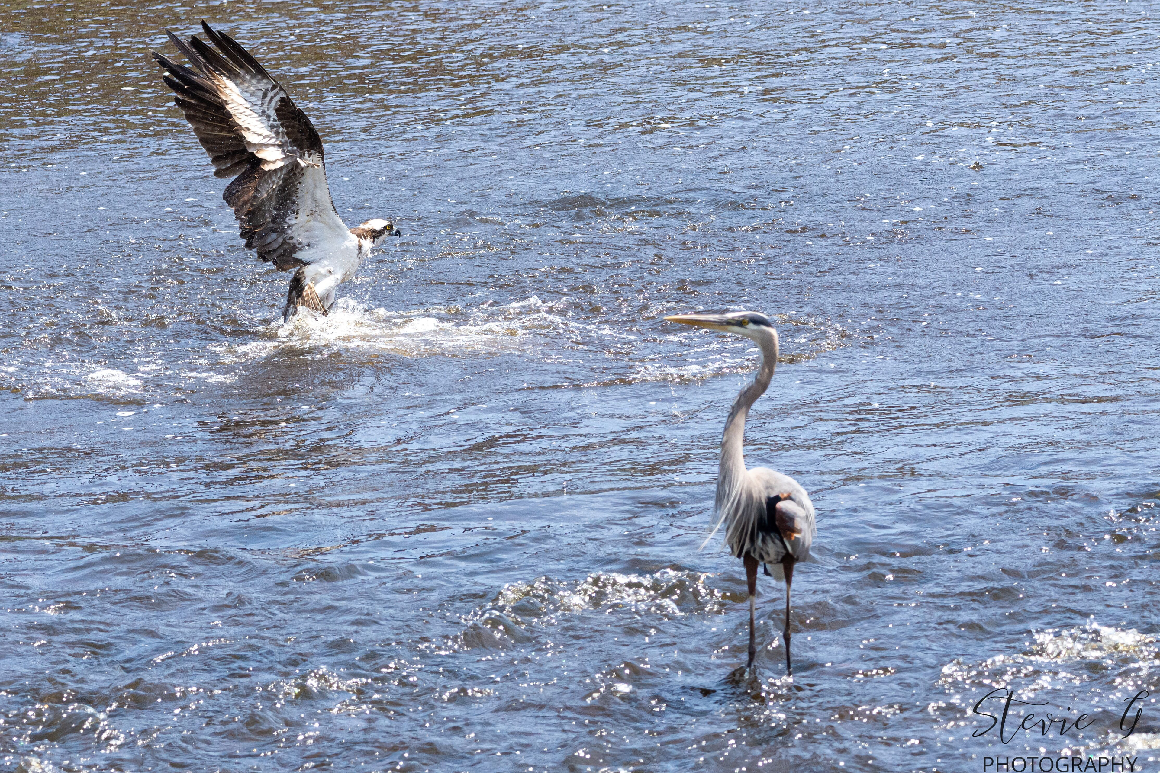 Great Blue Heron - Osprey - Southern N.H.