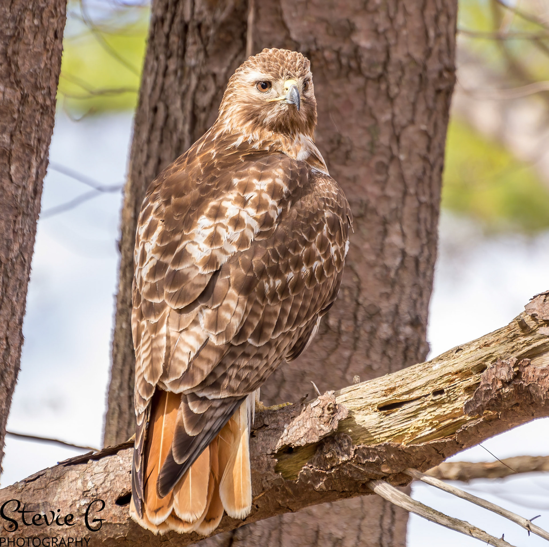 Redtail Hawk at Odiorne State Park