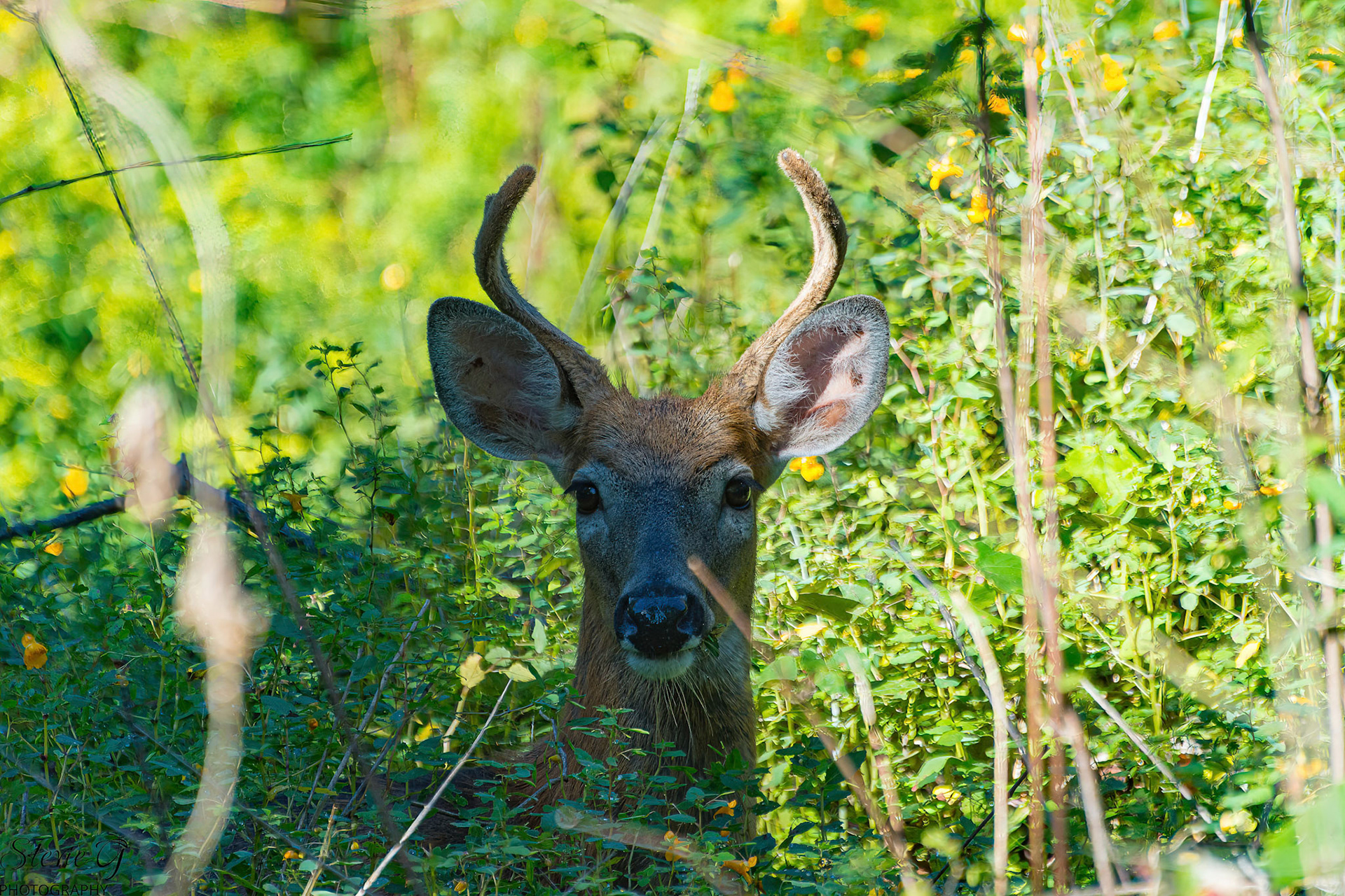 Whitetail Buck at Odiorne state park
