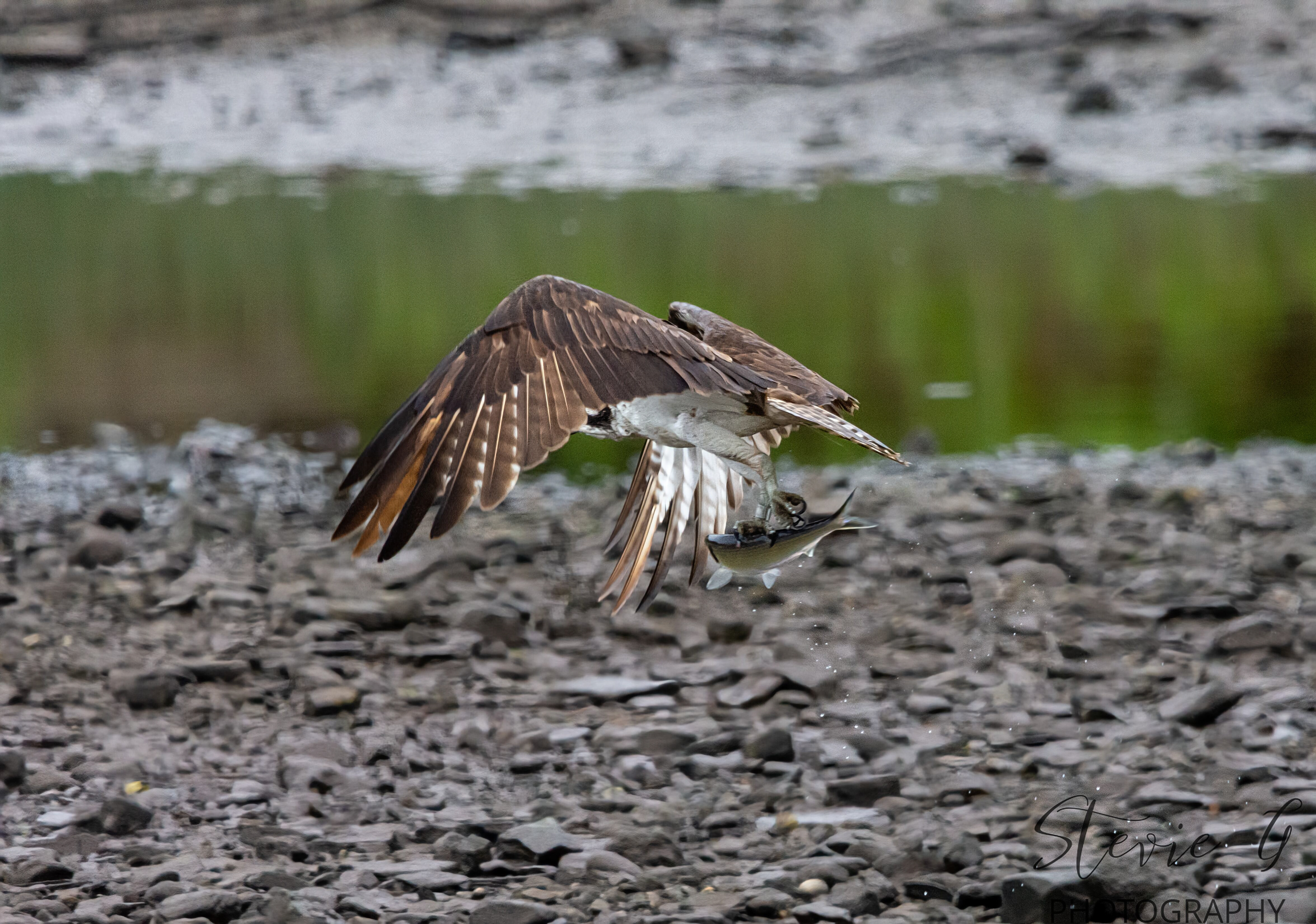 Osprey