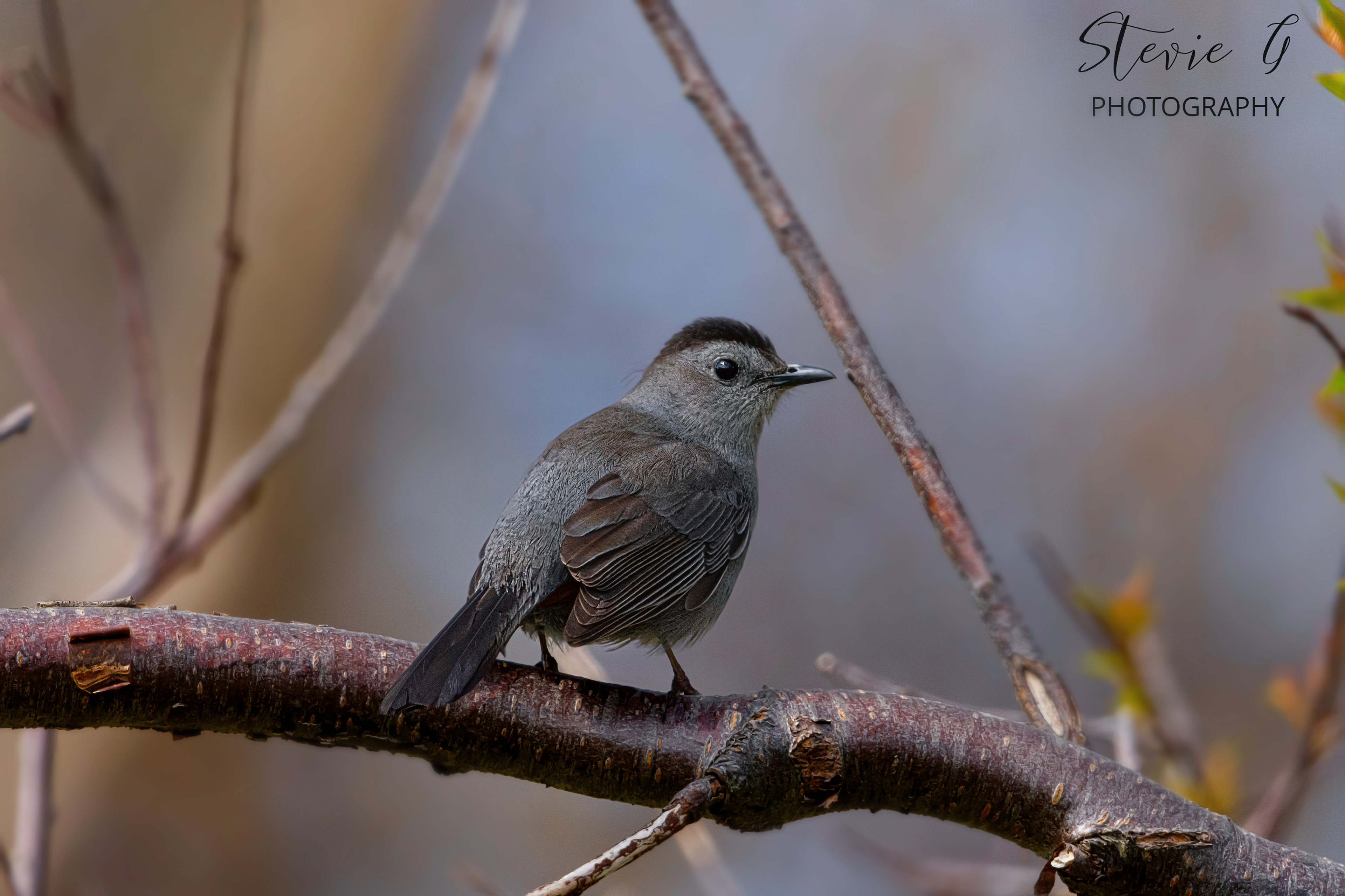Catbird