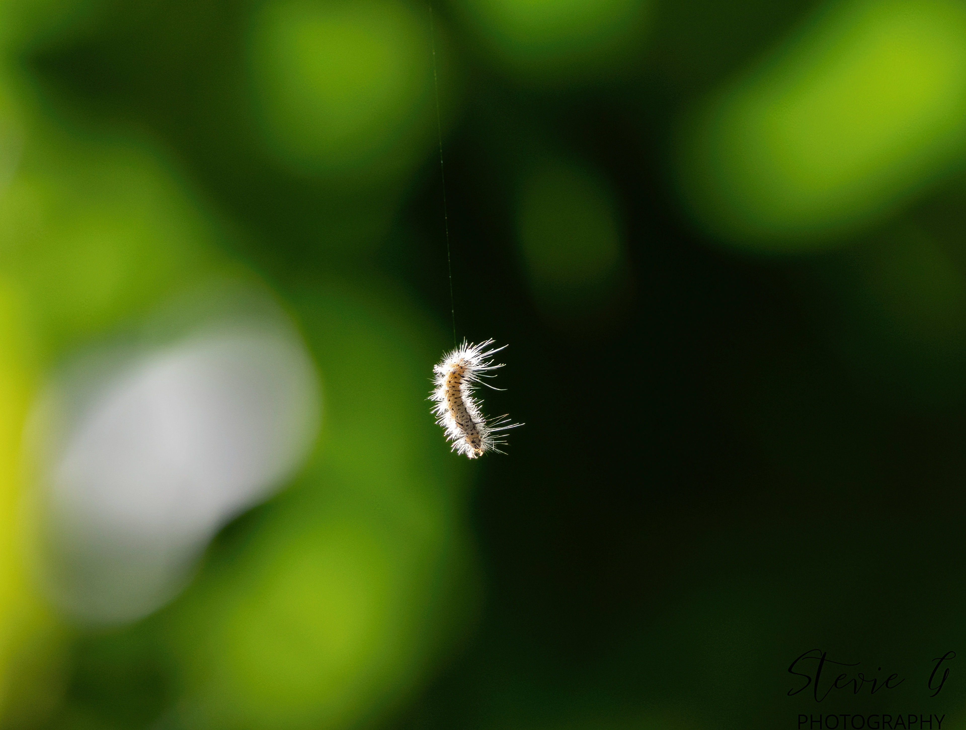 Catapillar - Odiorne State Park