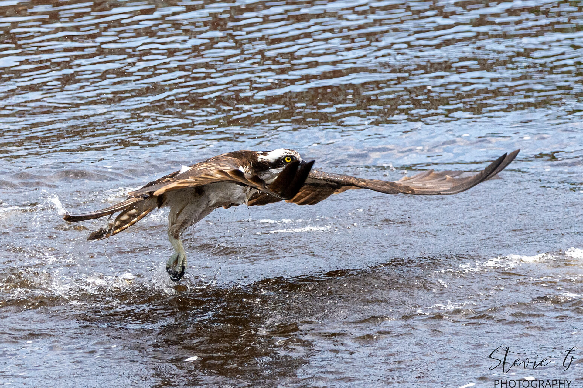 Osprey - Southern N.H.
