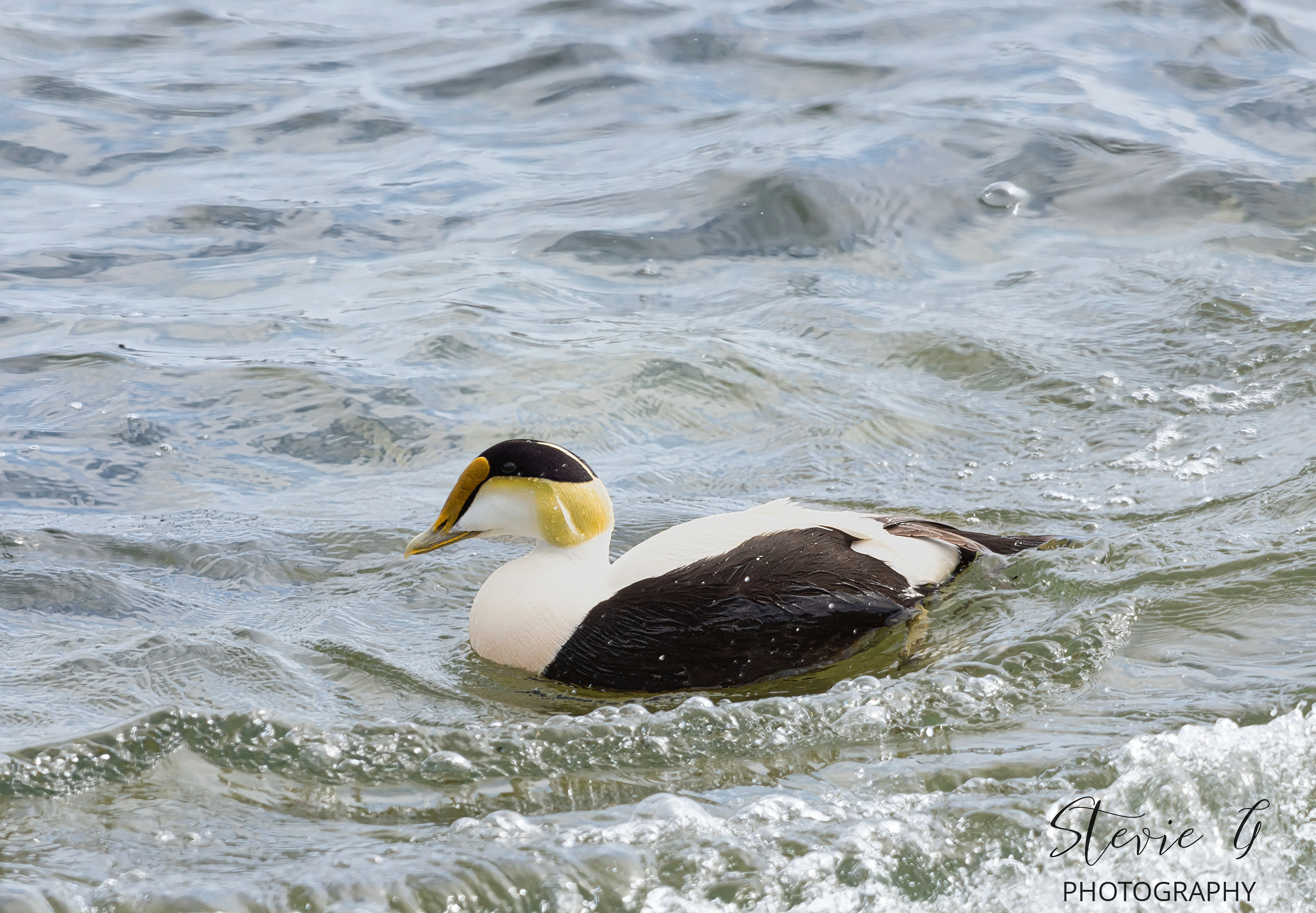 Common Eider Duck - Odiorne State Park