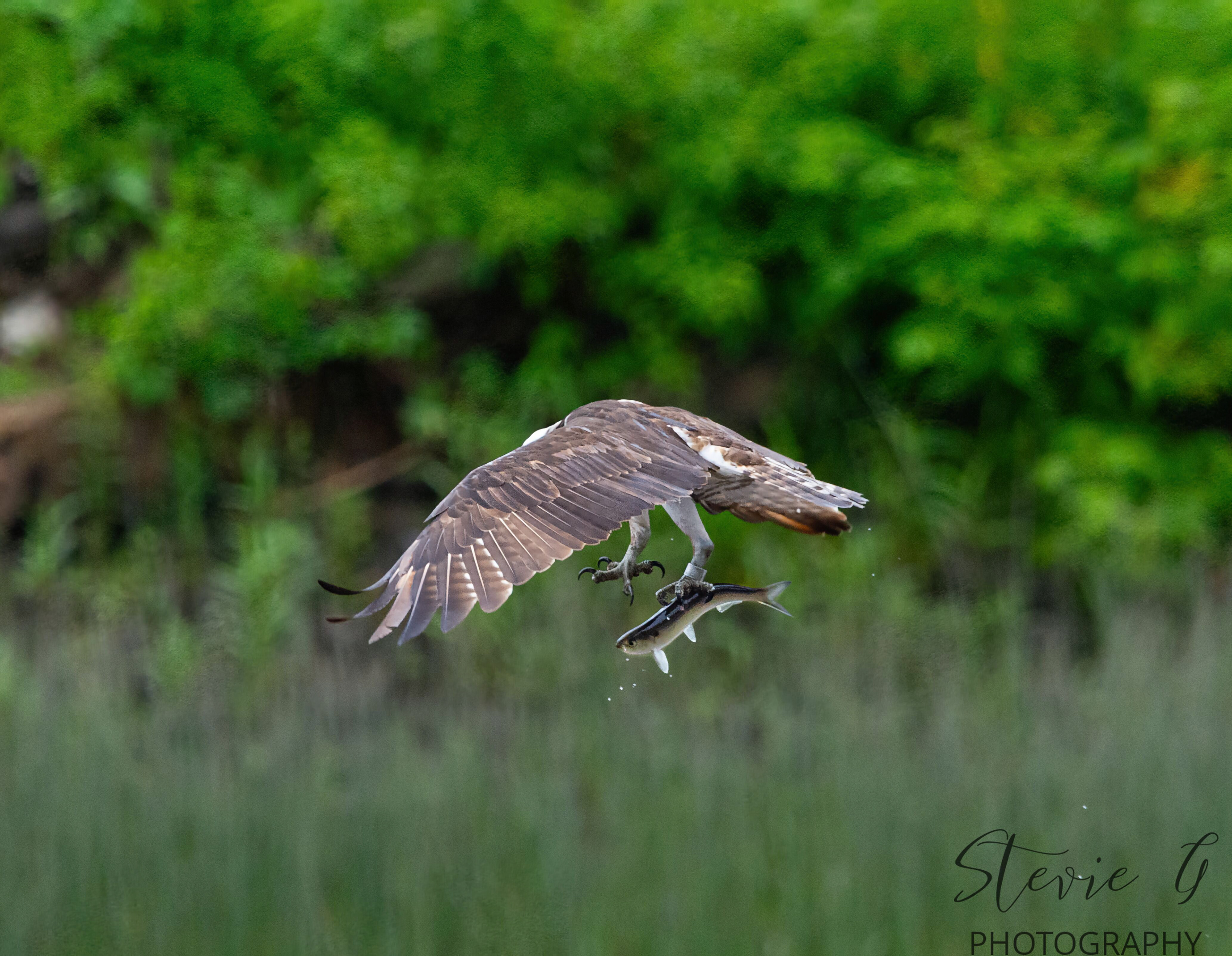 Osprey