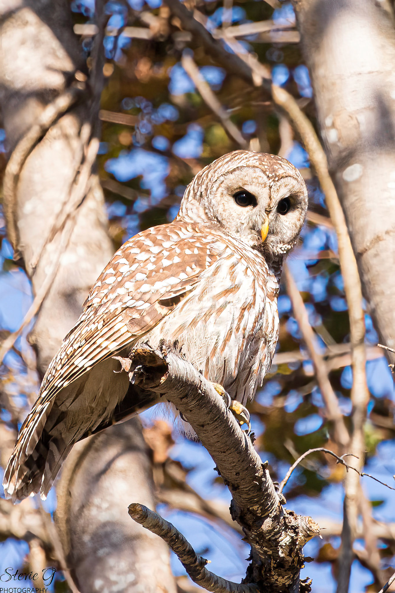 Barred Owl Odiorne state park
