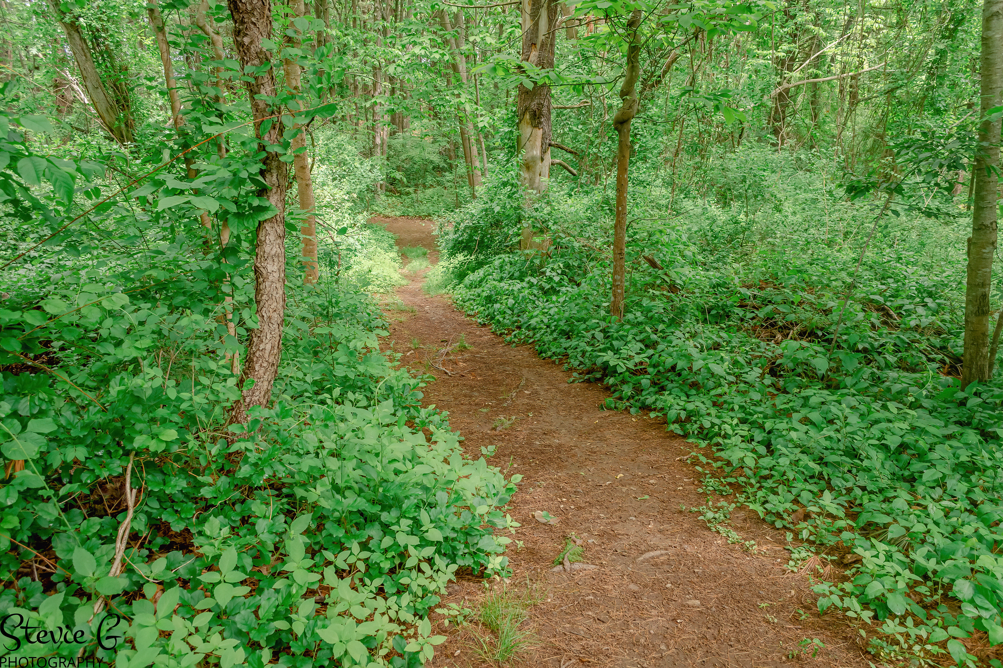 path winding through a lush green forest