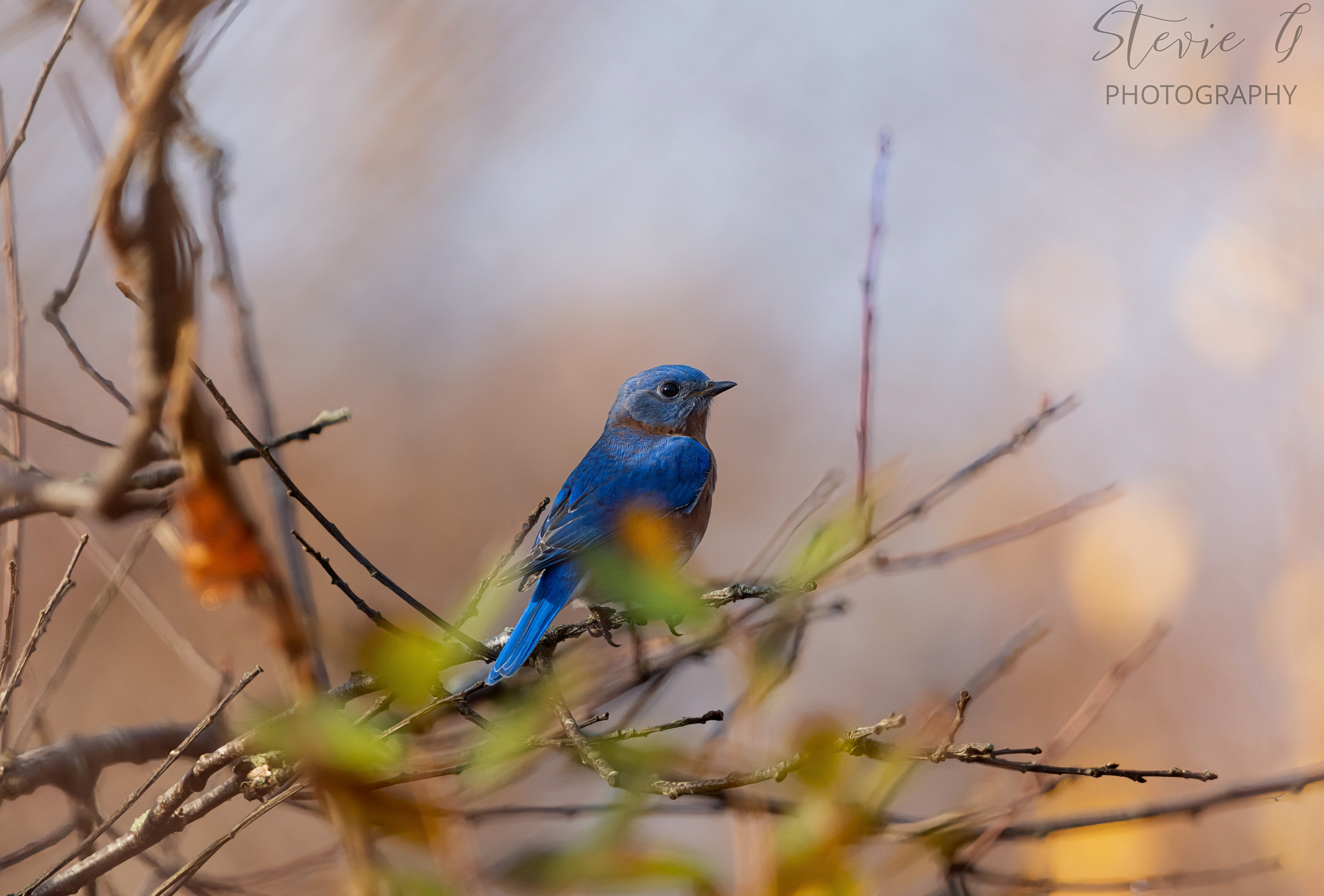 Blue Bird - Odiorne State Park
