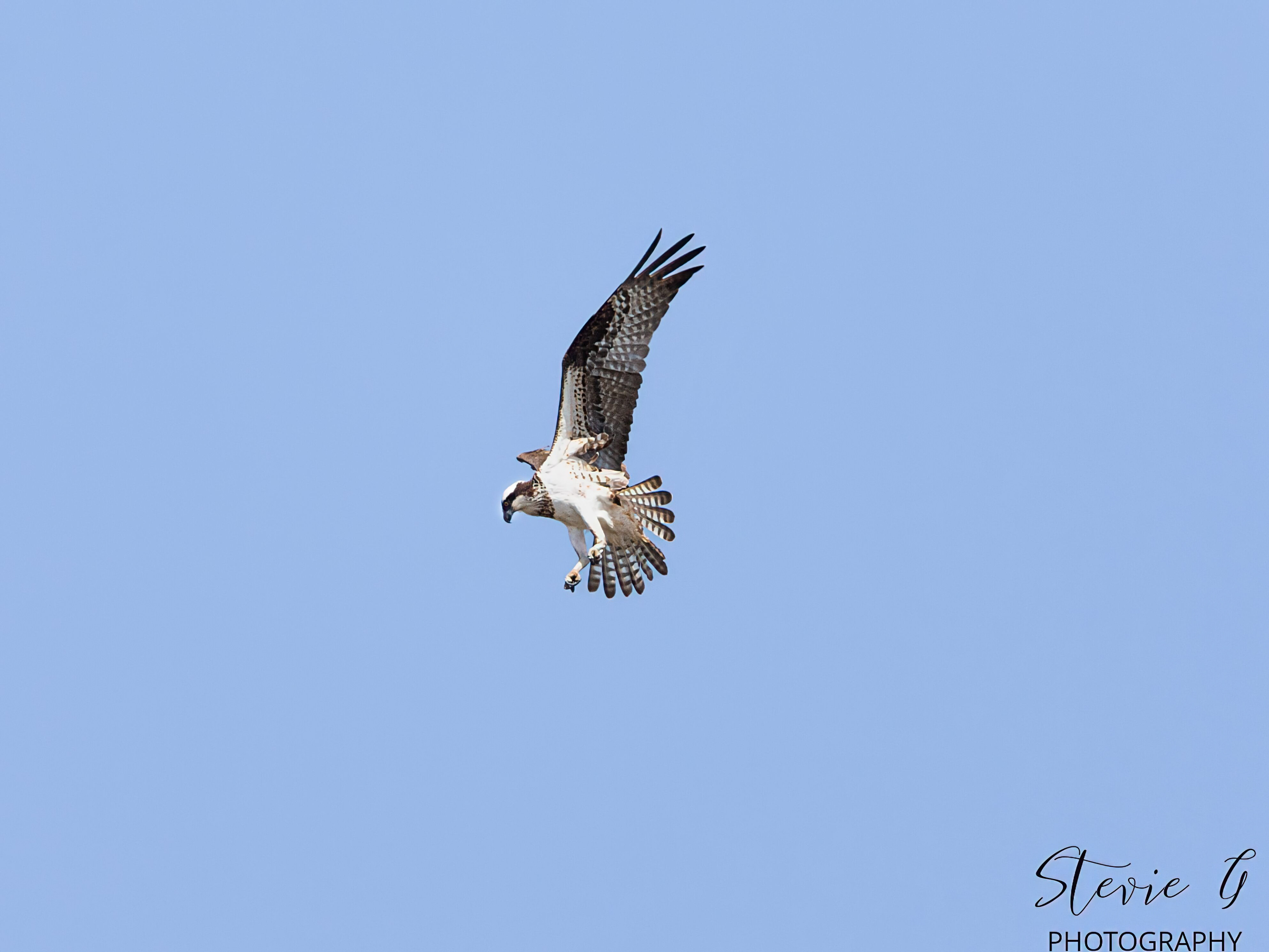 Osprey - Southern N.H.