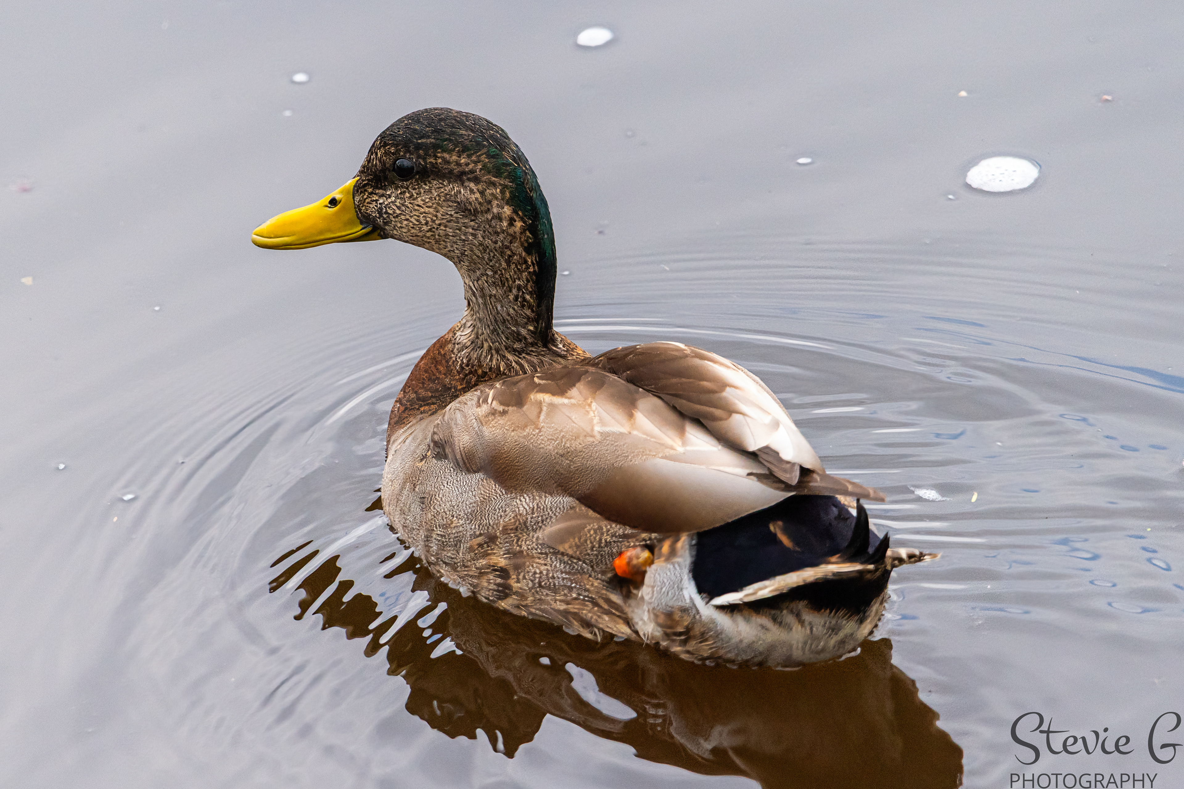 Mallard Duck