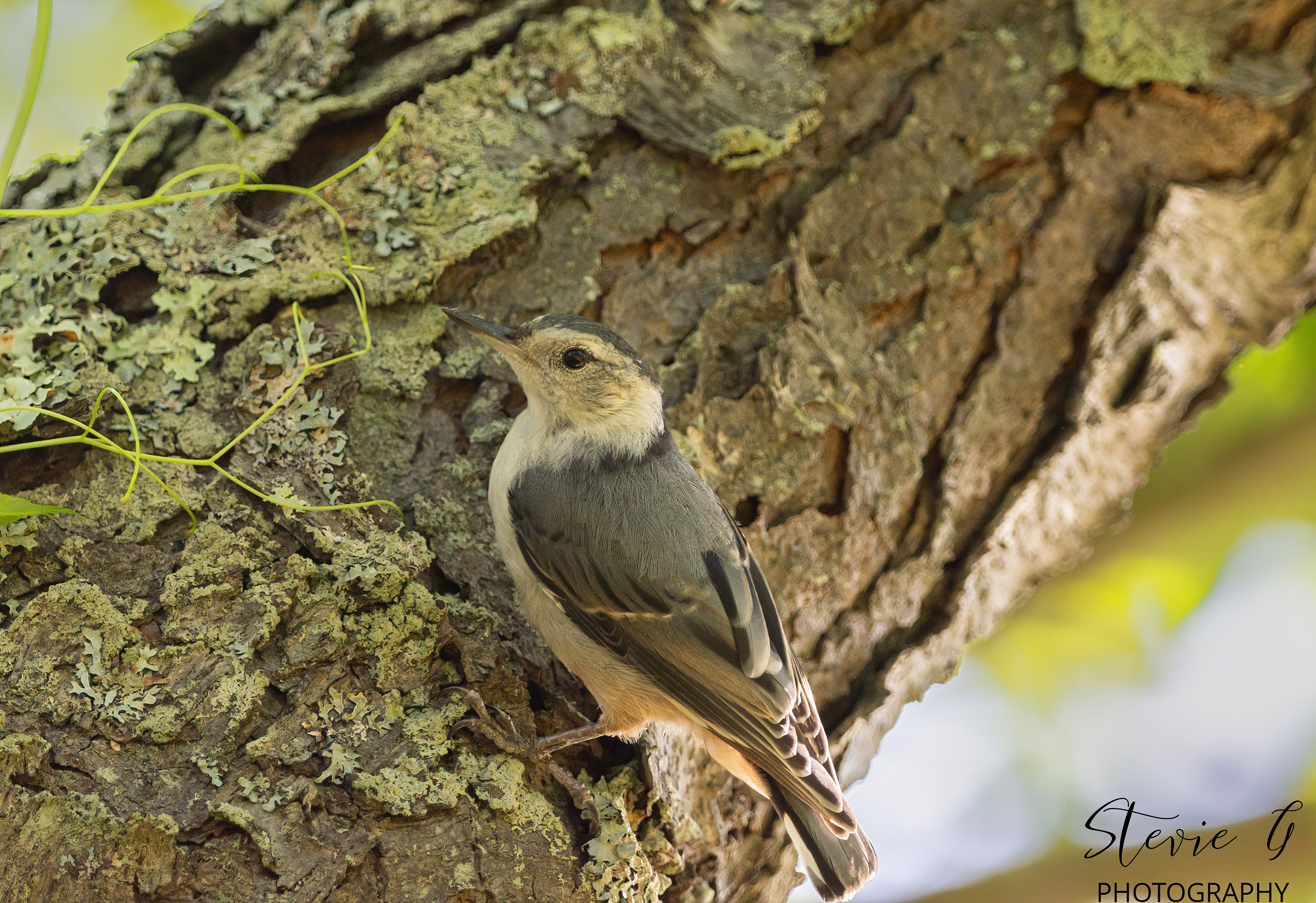 White Breasted Nuthatch - Odiorne State Park