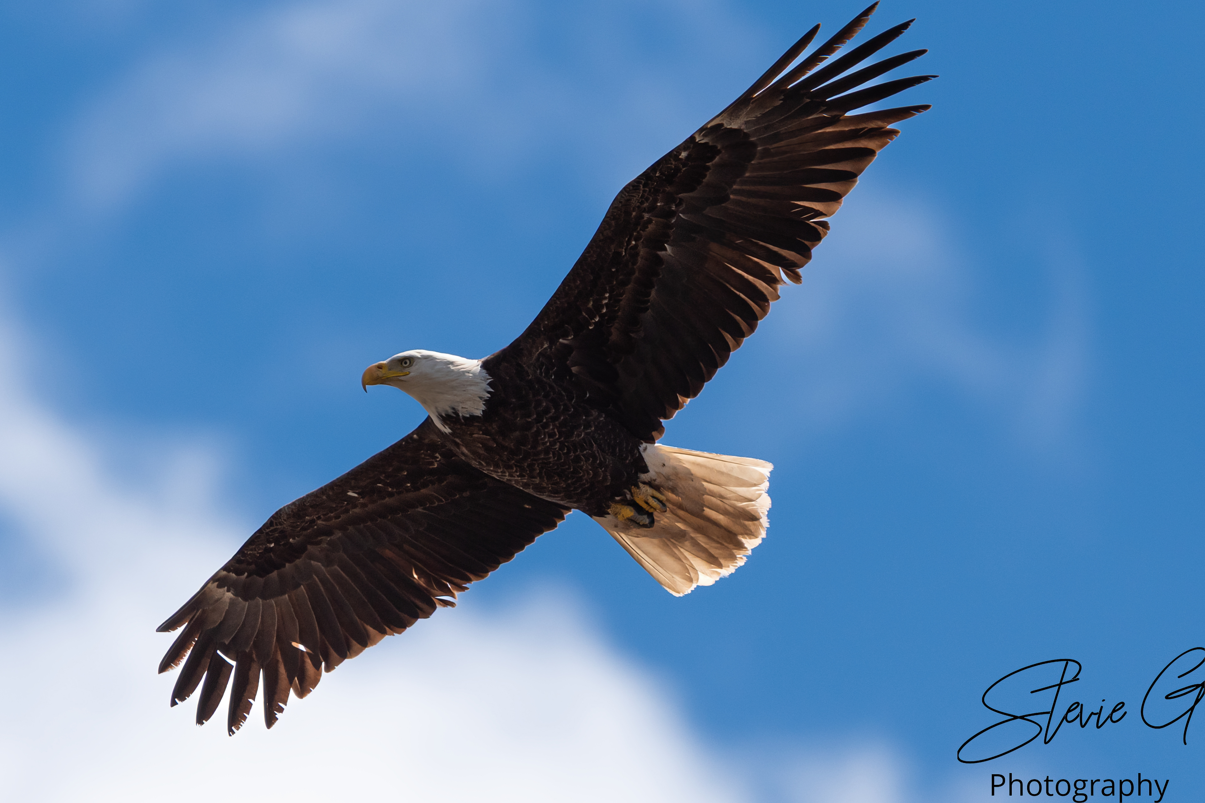 Eagle