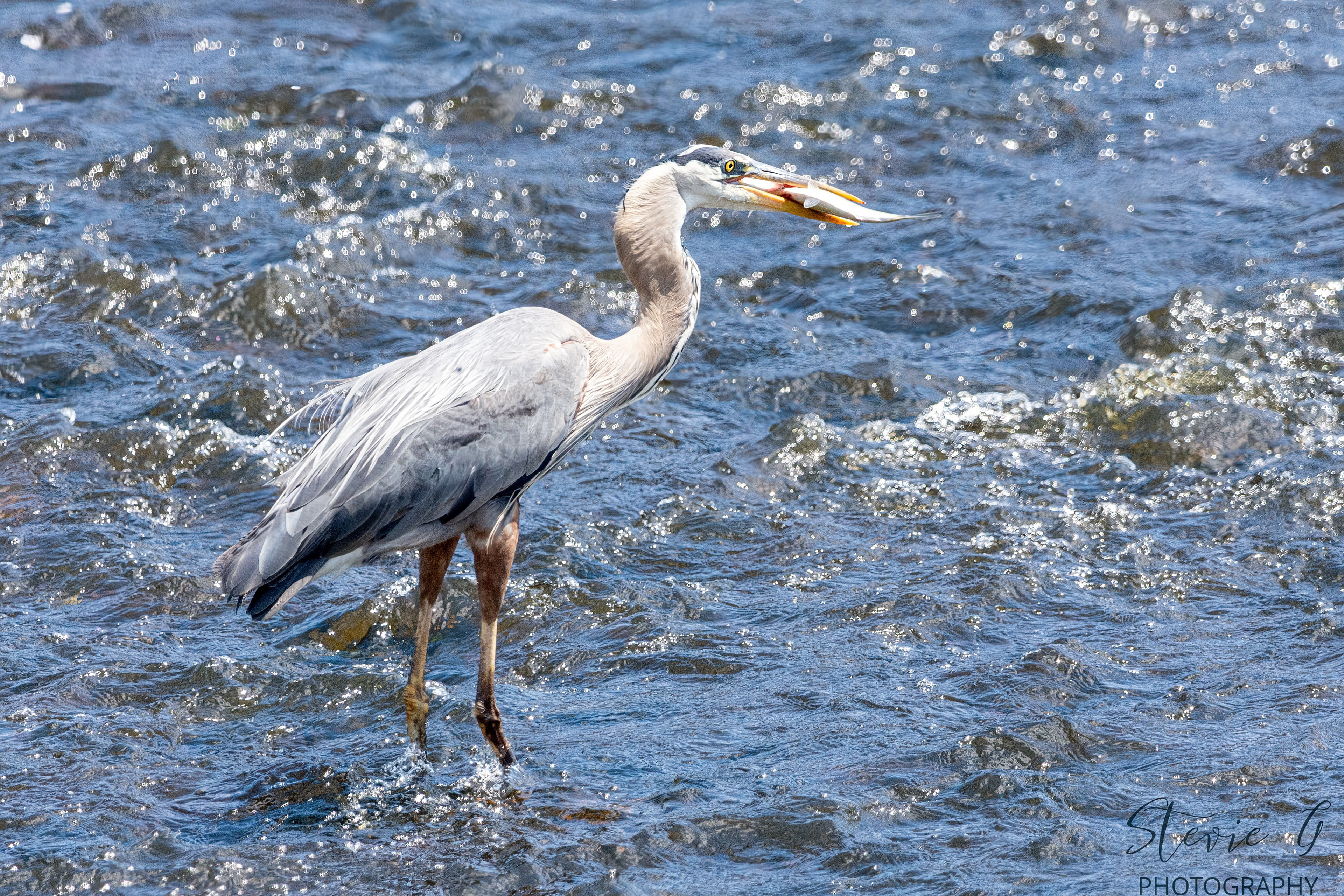 Great Blue Heron