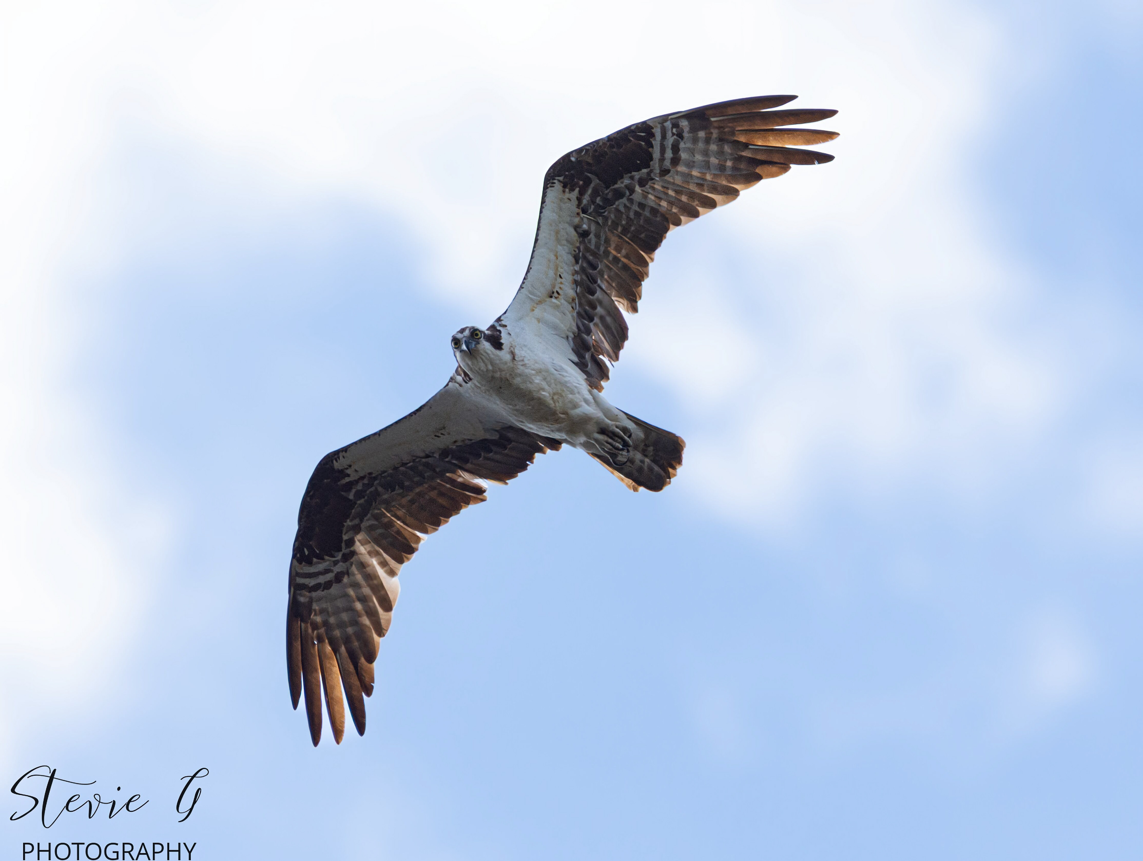 Osprey