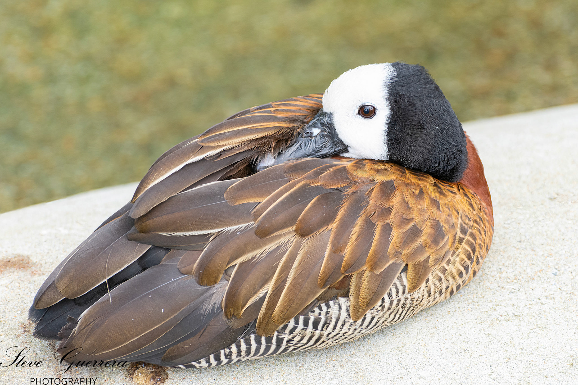 White-faced Whistling Duck