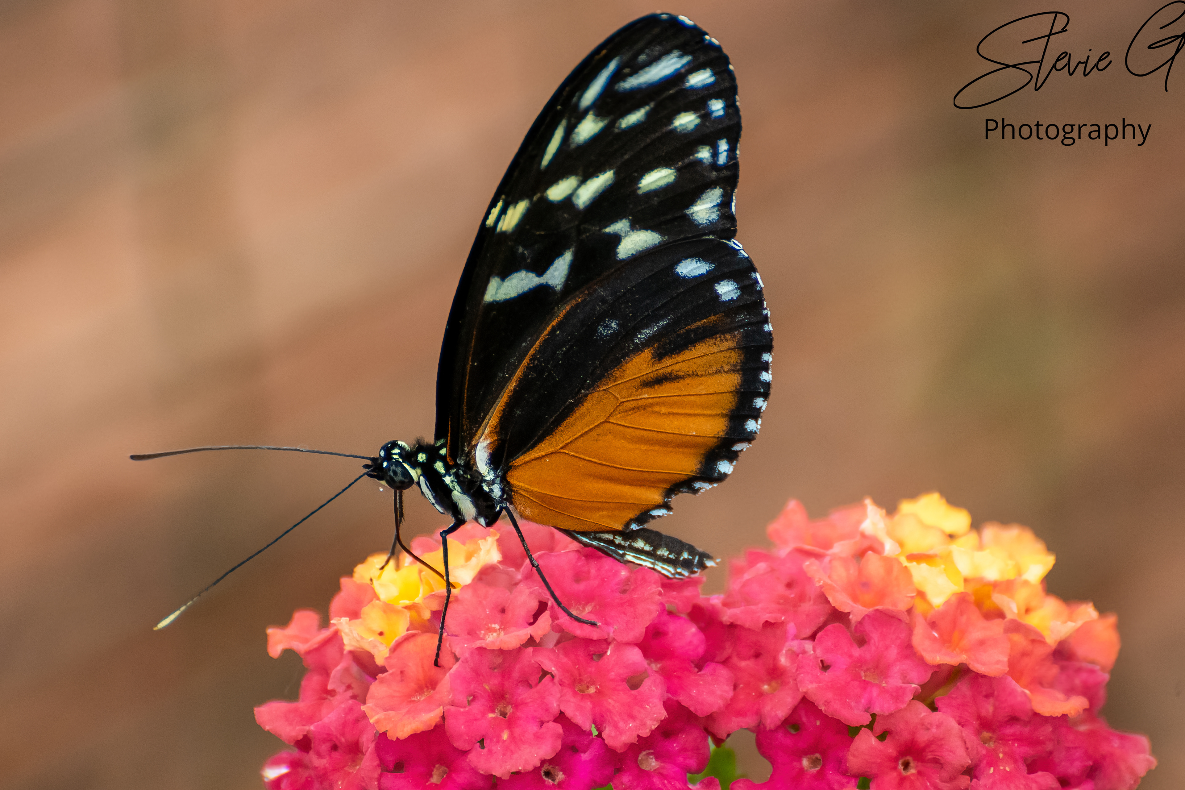 Tiger Longwing Butterfly
