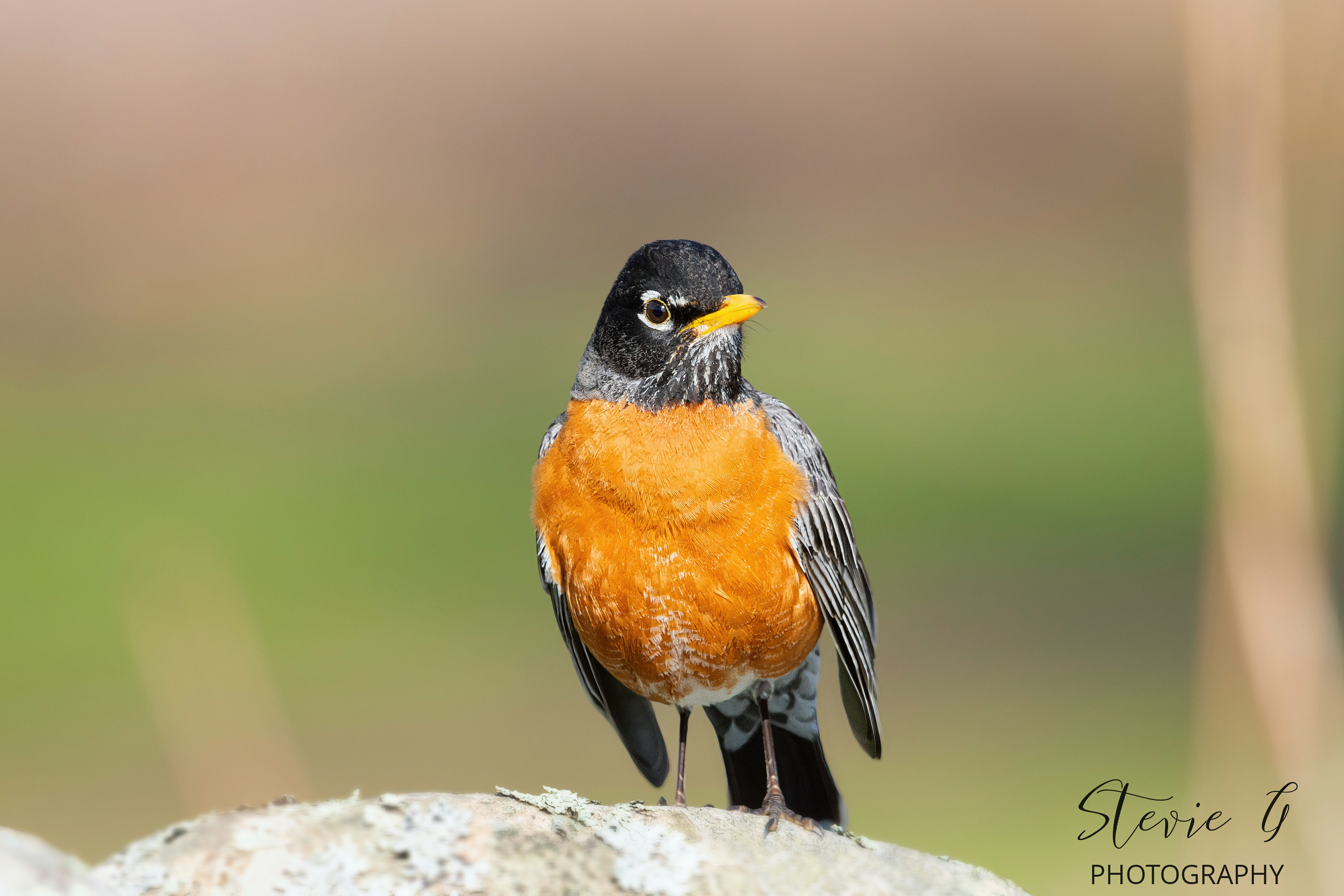 American Robin