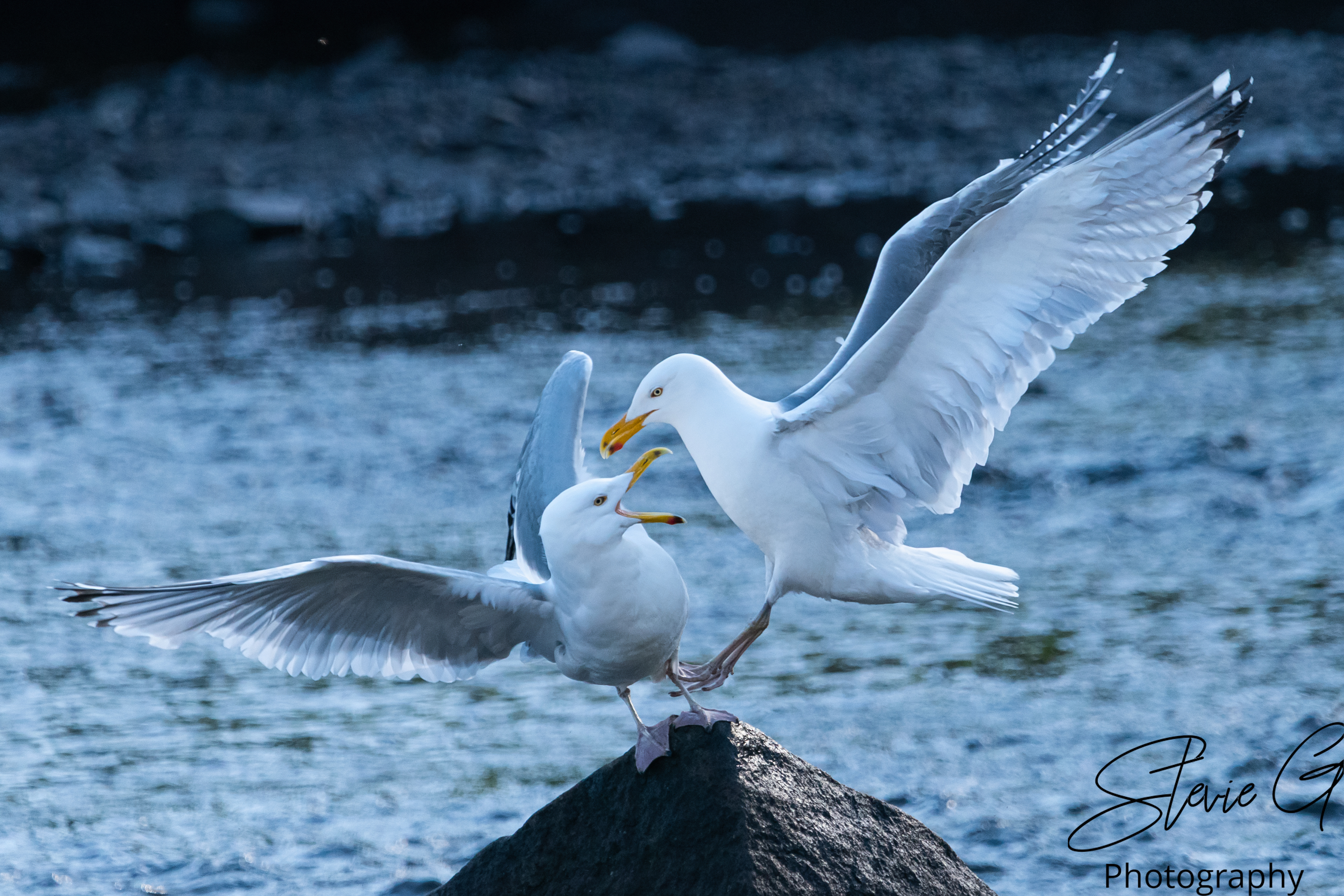 Gull