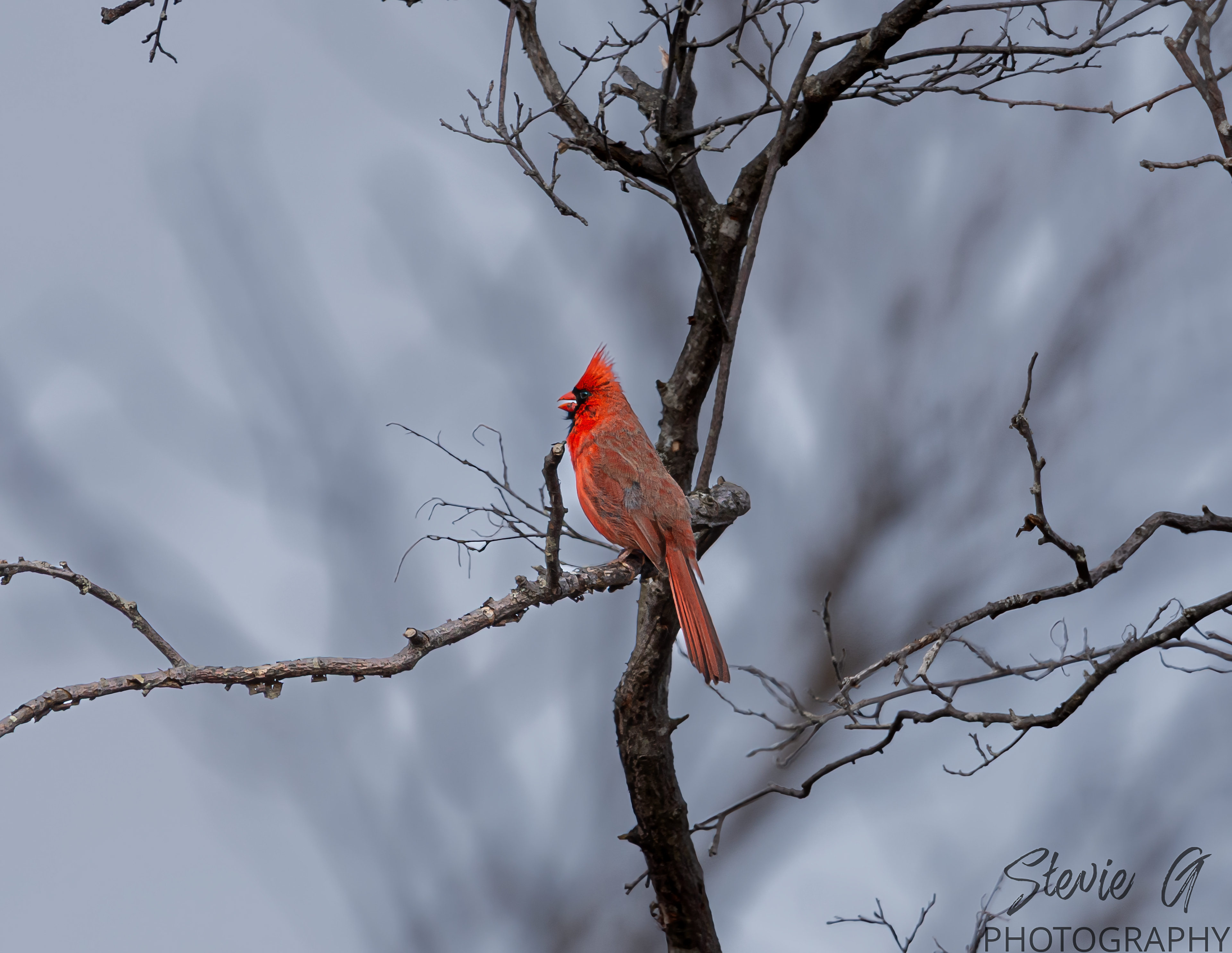 Cardinal- Odiorne State Park