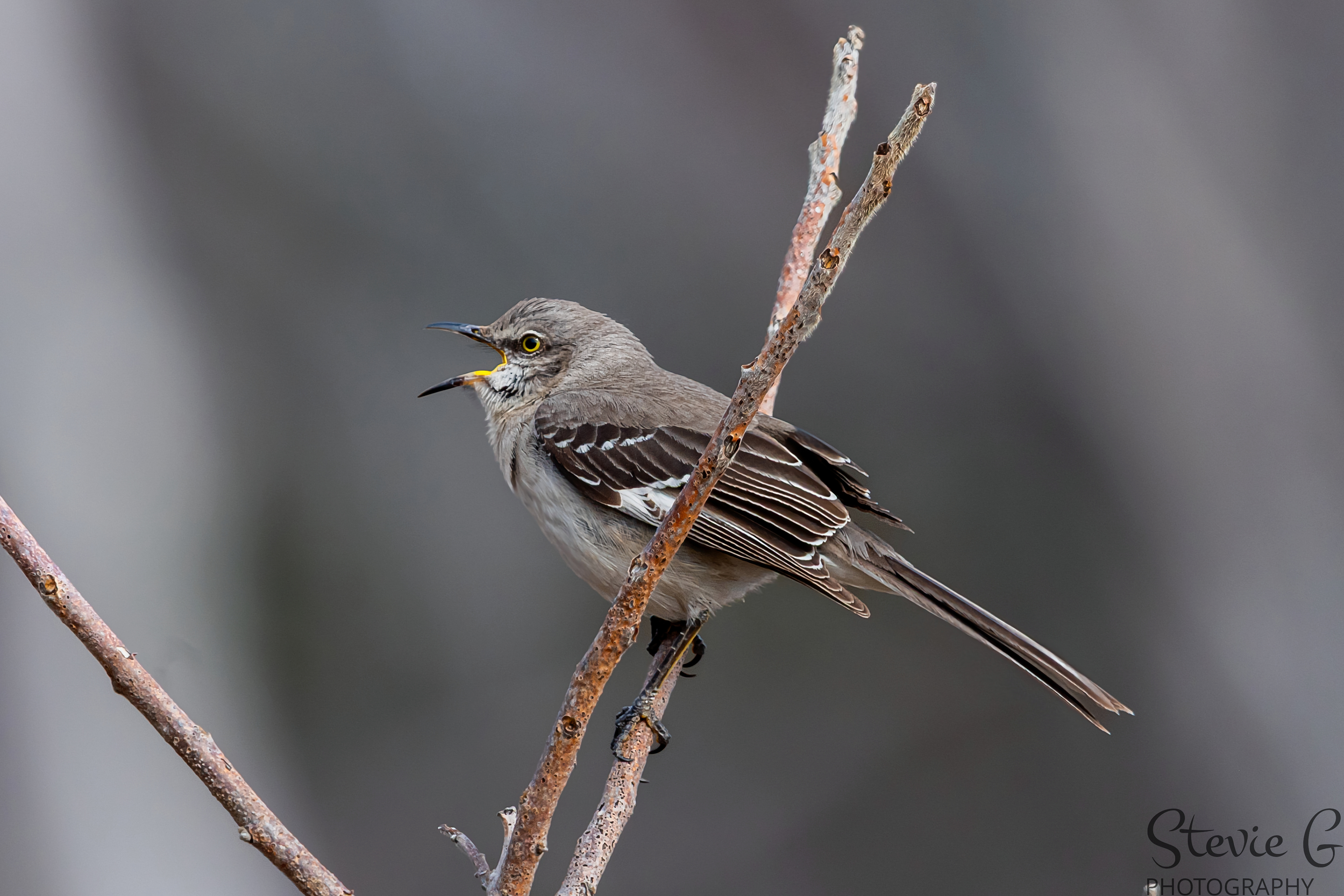 Mocking Bird