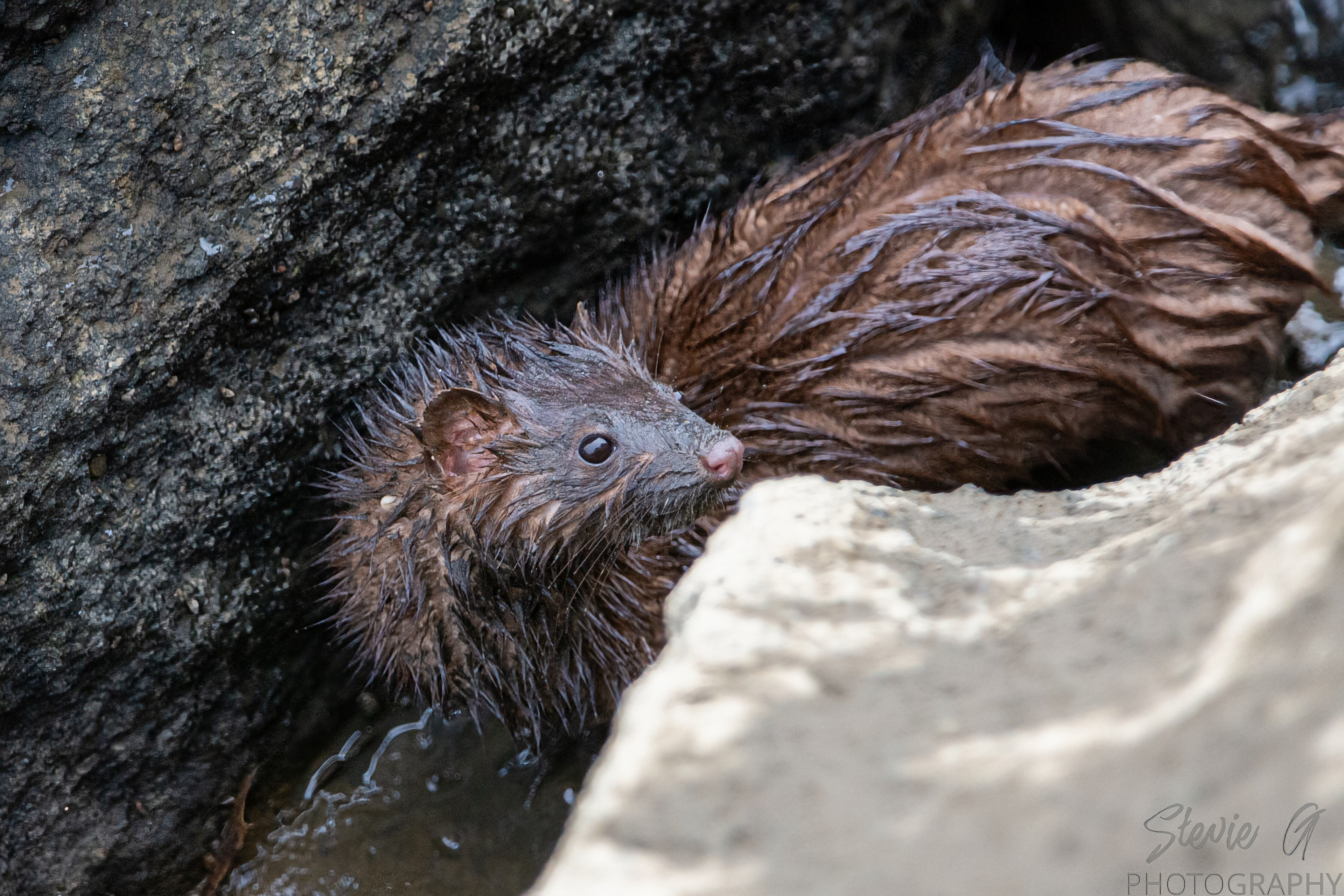 Mink