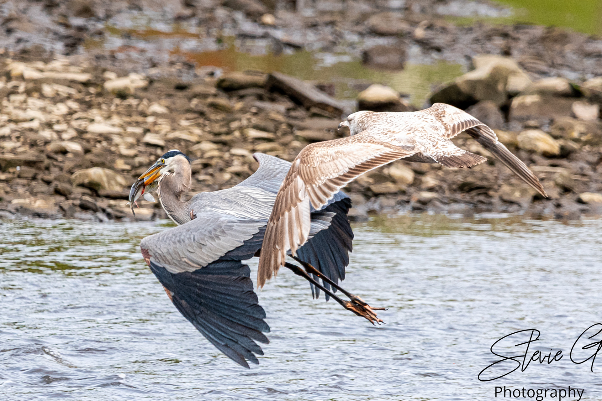 Blue Heron